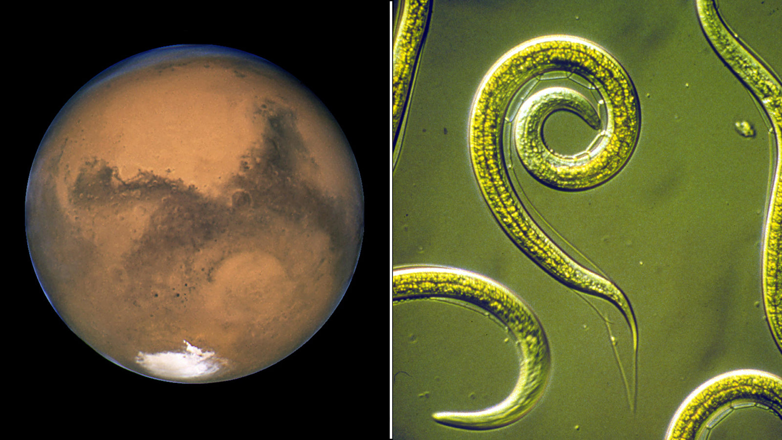 Mars and Nematodes