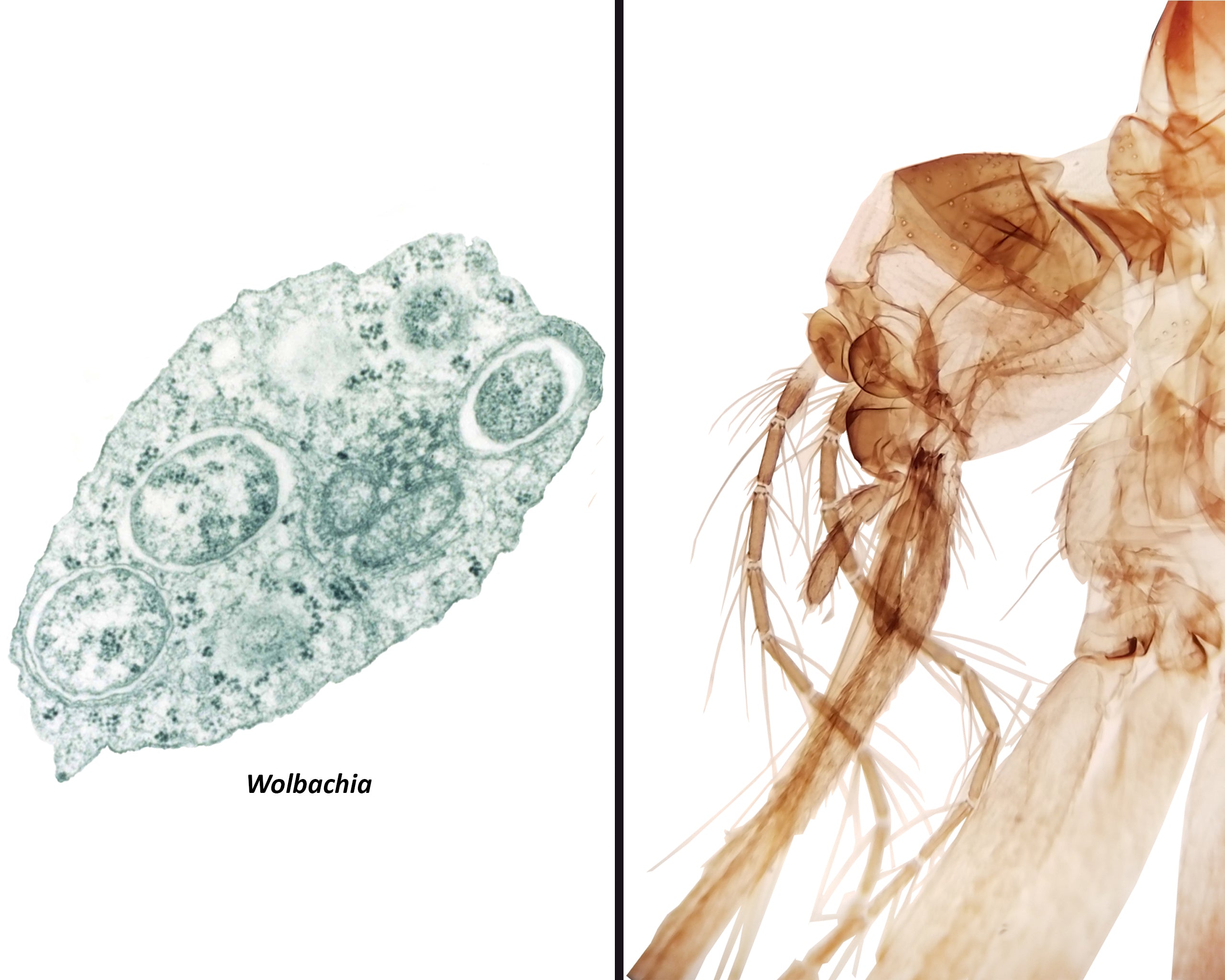 Can We Use Bacteria to Trick Mosquitoes?