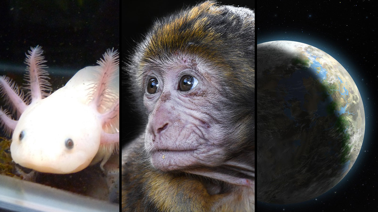 Axolotl, Monkey, Exoplanet