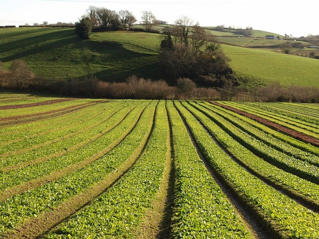 Image of crops