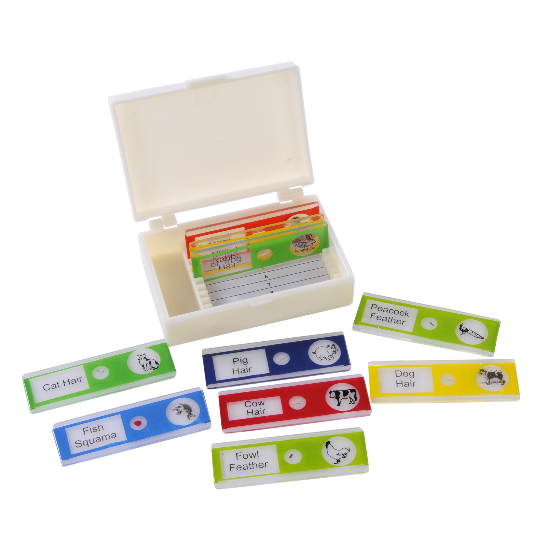 Prepared Microscope Slide of Animals. Set of 10 Plastic Slides.