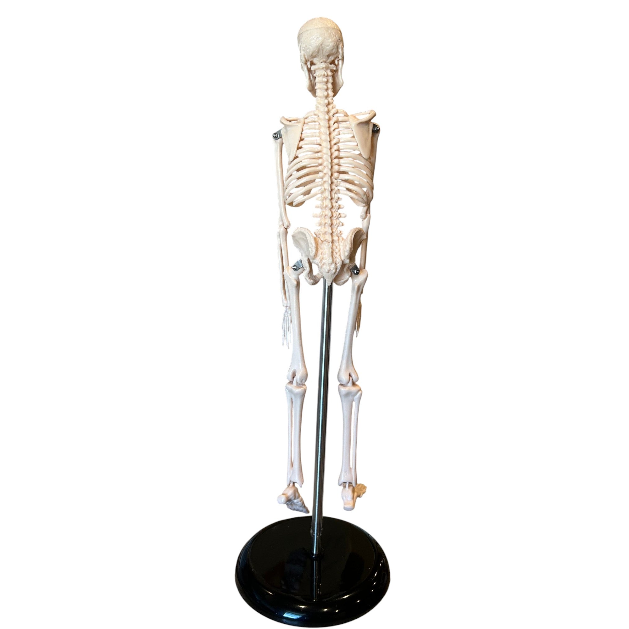 Skeleton Model, Desktop Sized, for Science Education