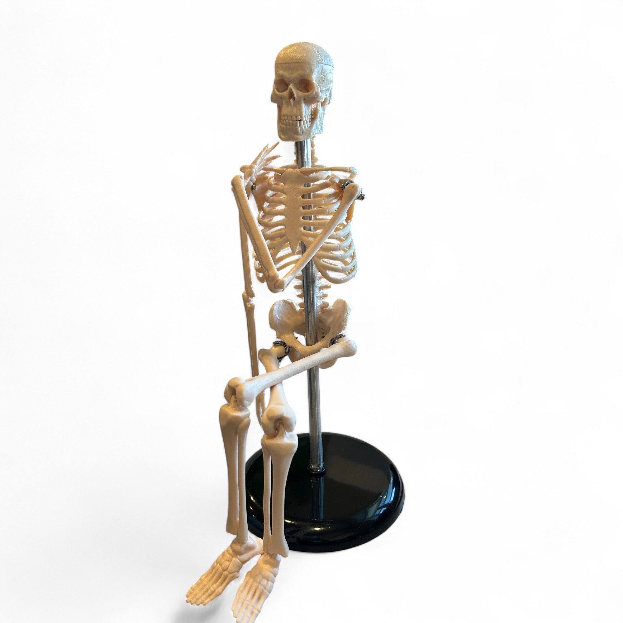 Skeleton Model, Desktop Sized, for Science Education