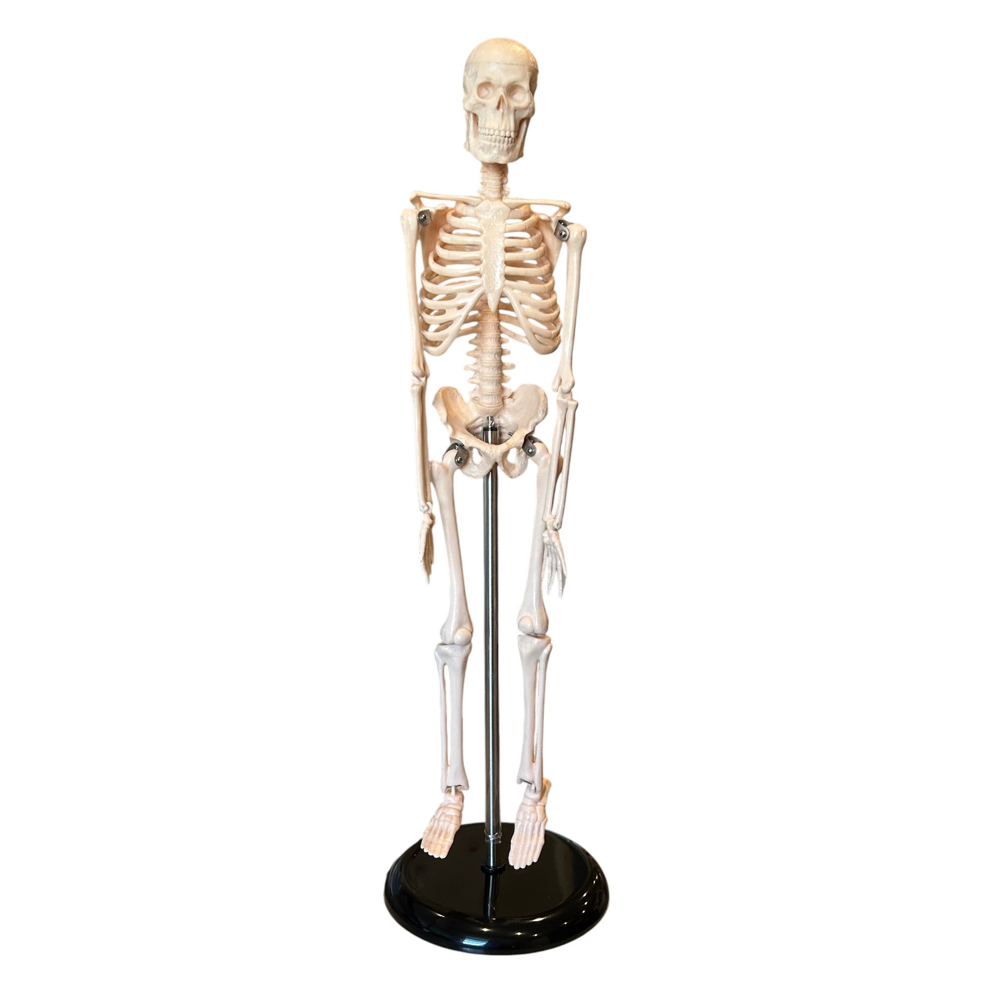 Skeleton Model, Desktop Sized, for Science Education