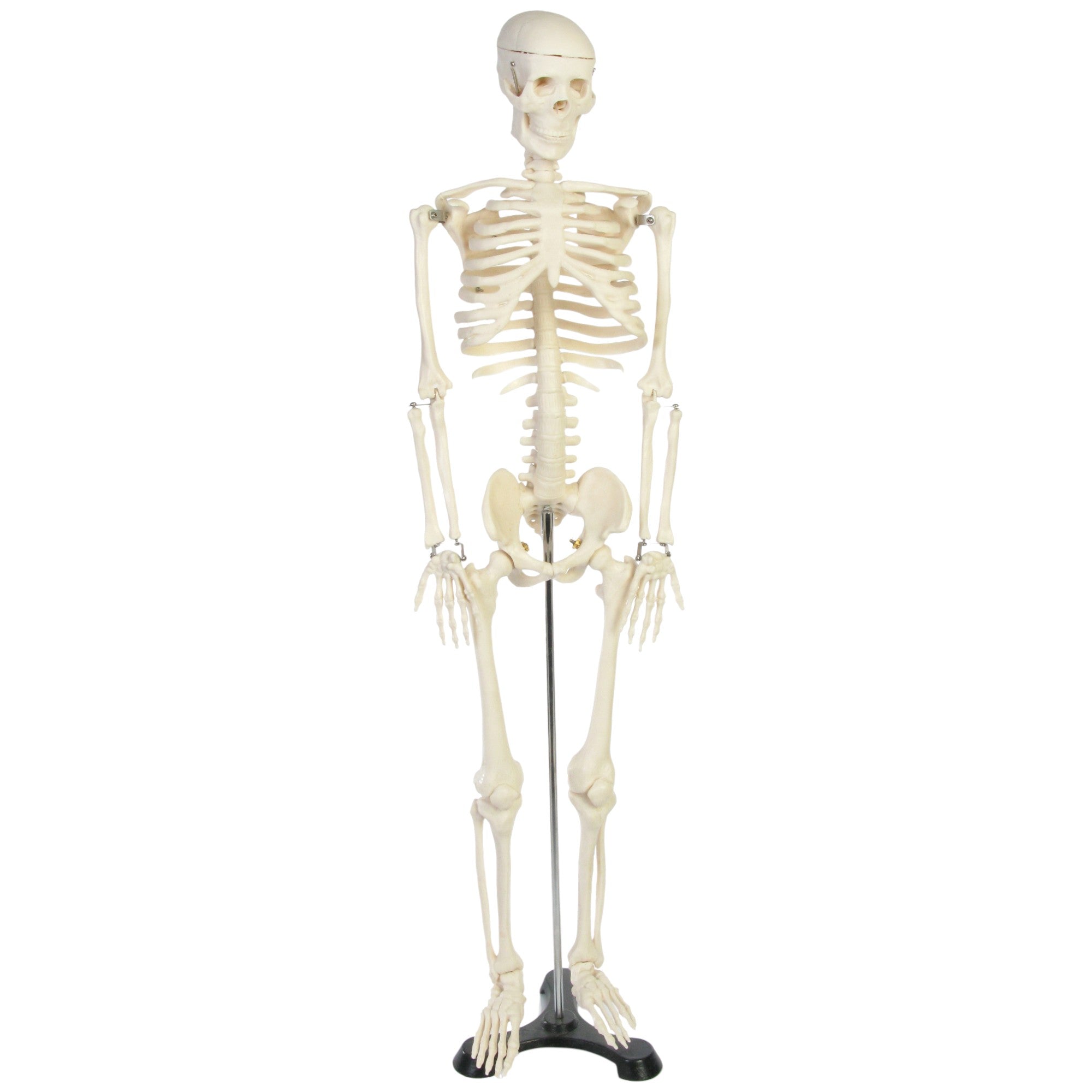 Skeleton Model for the study of physiology. Size 34inches or 85cm with support stand.