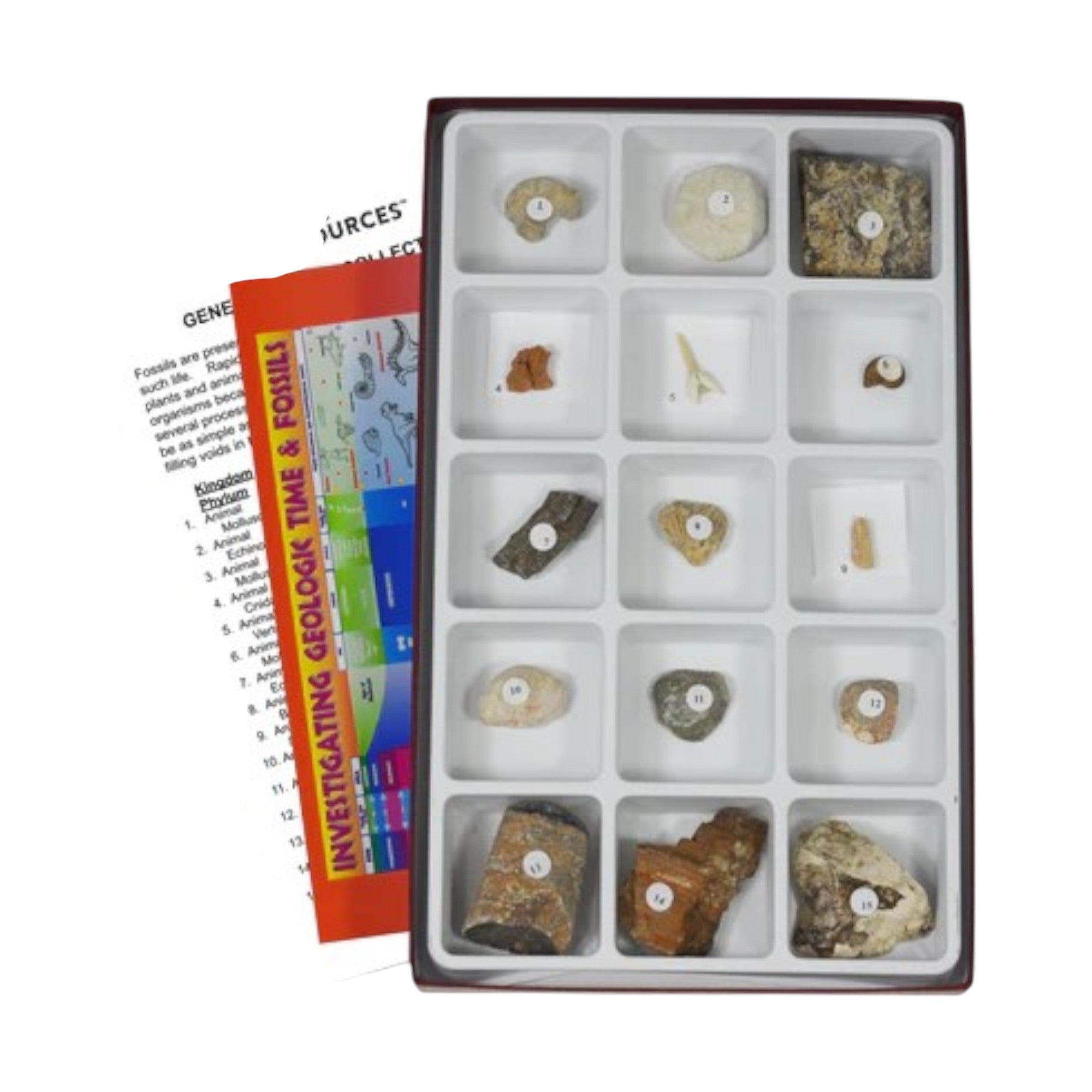 Fossils - General Fossil Collection - 15 Specimen