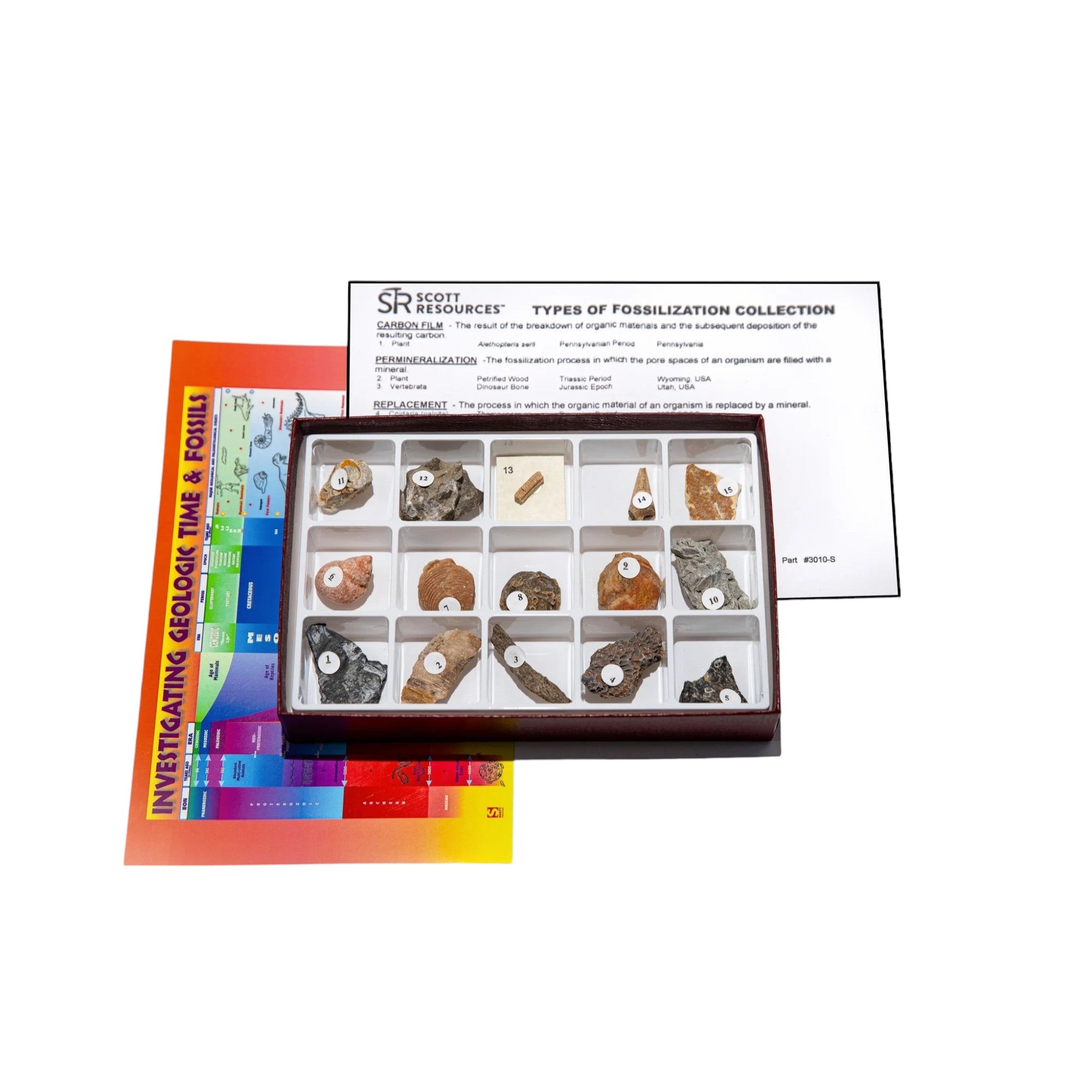 Fossils - Types Of Fossilization Collection - 15 Specimen