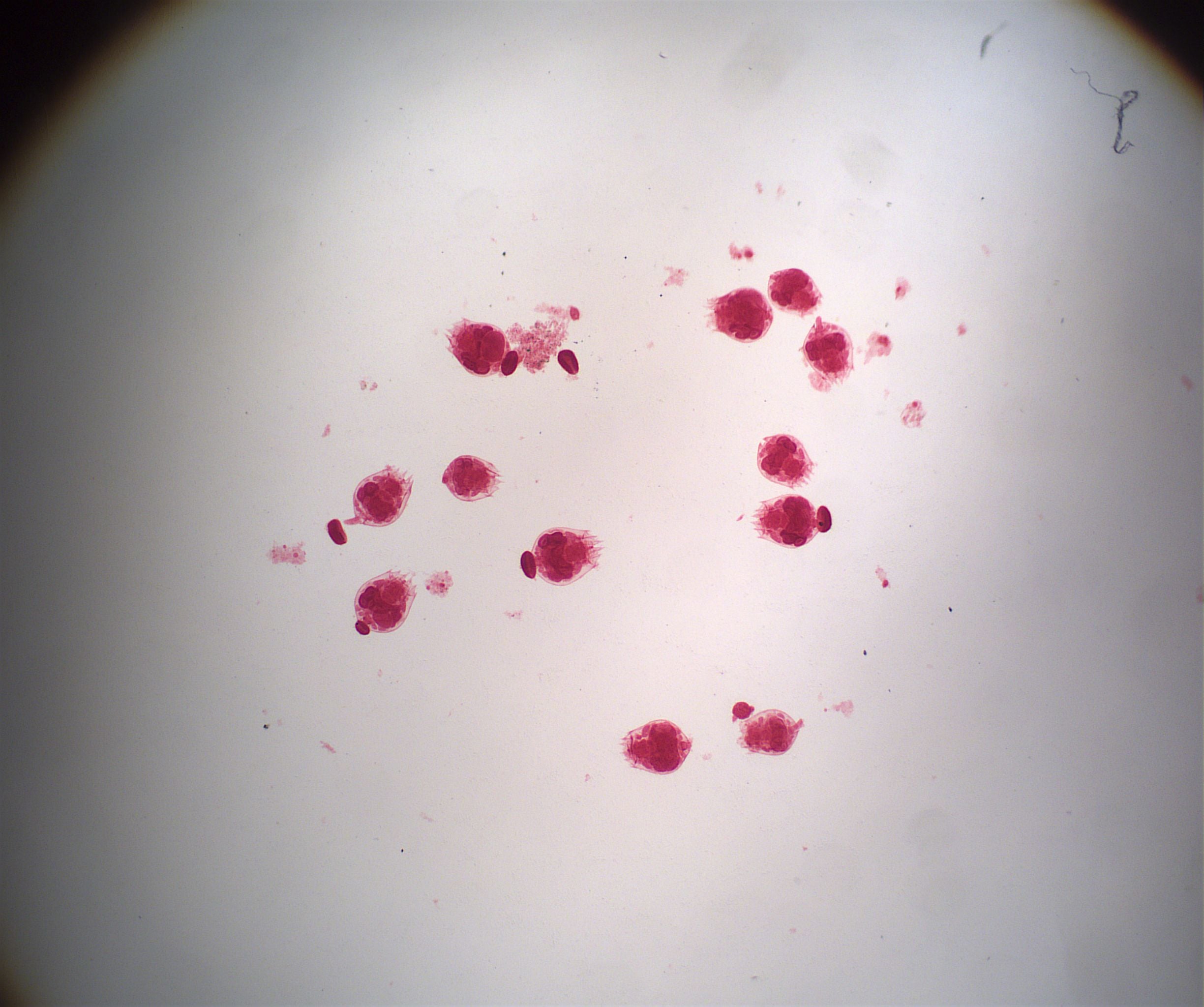 Prepared Slide, Rotifers