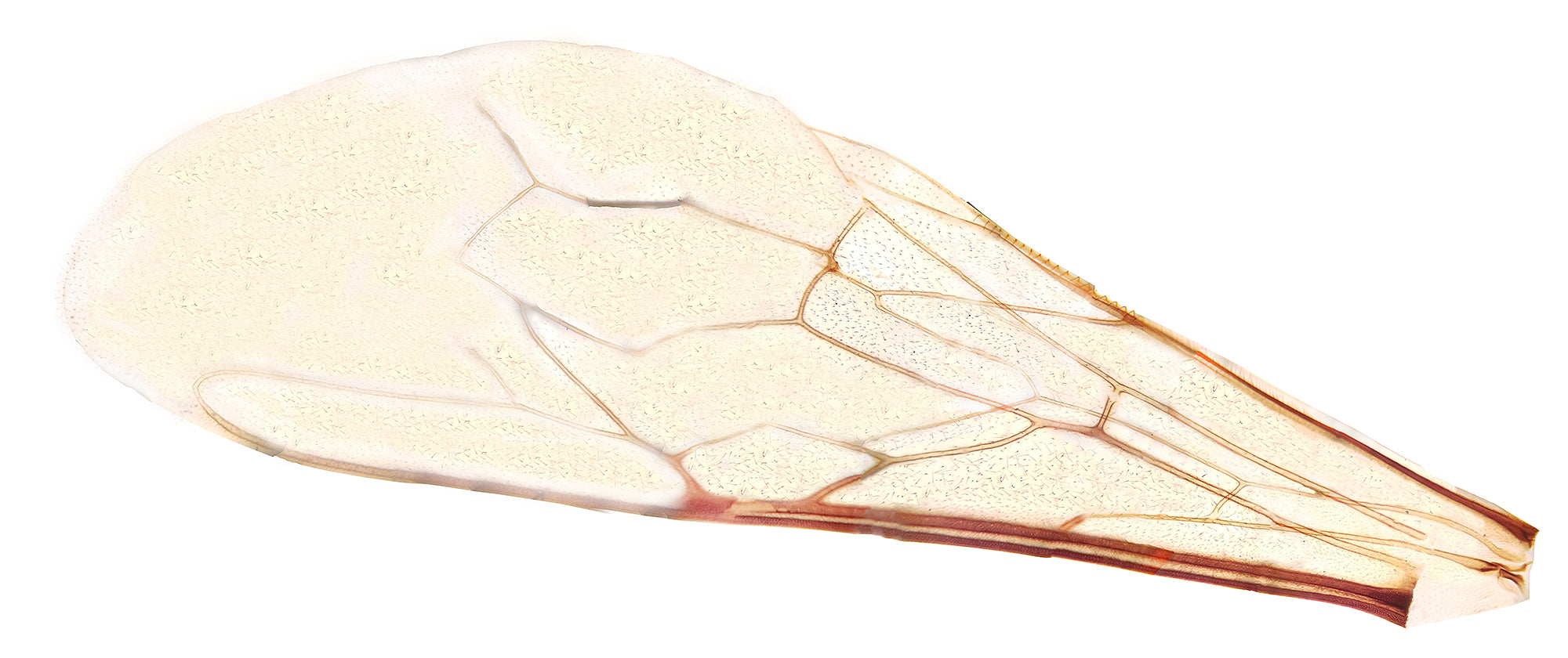 Bee Wing; Whole-mount by Go Science Crazy