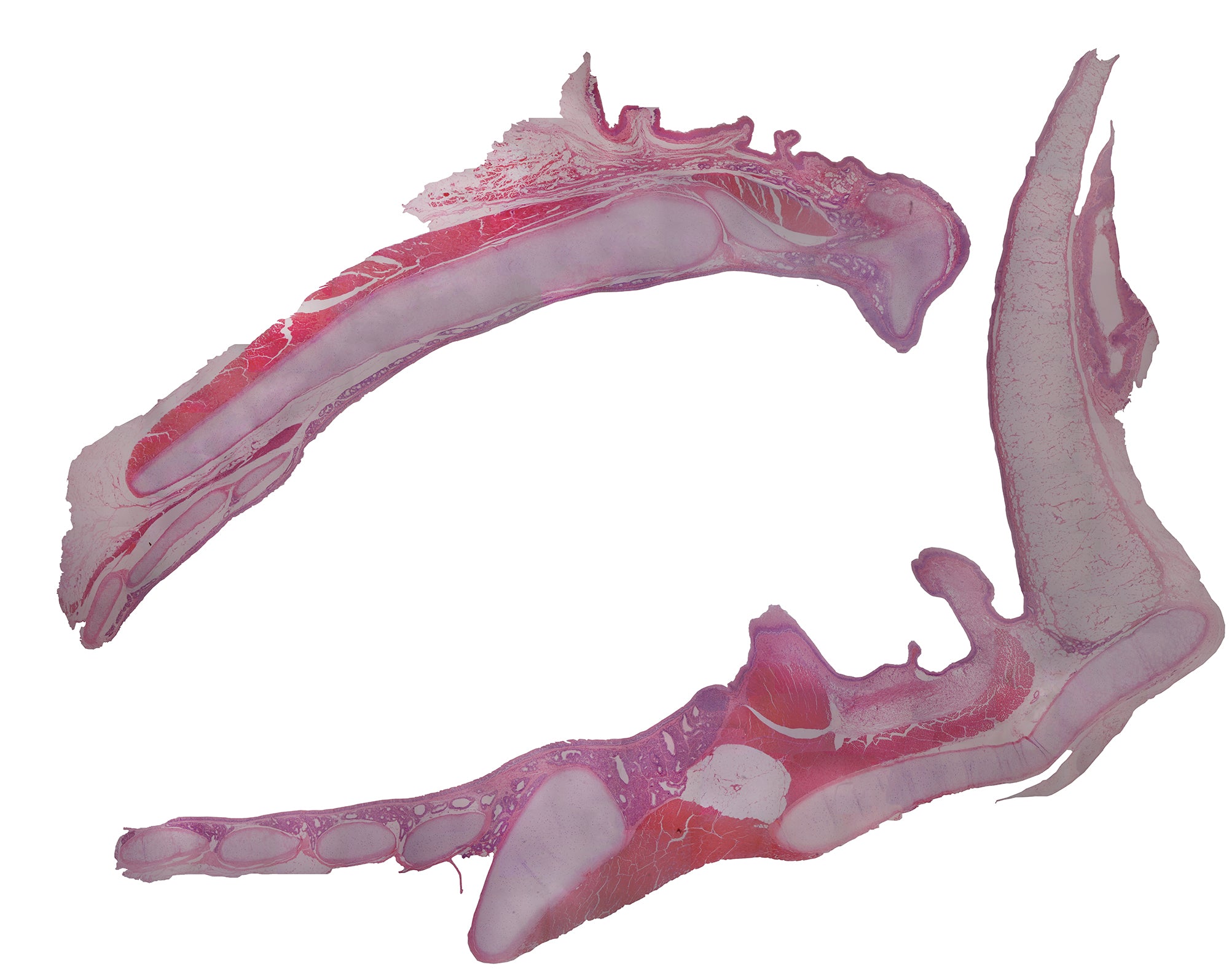 Larynx, Cat; Cross Section; H&E Stain by Go Science Crazy