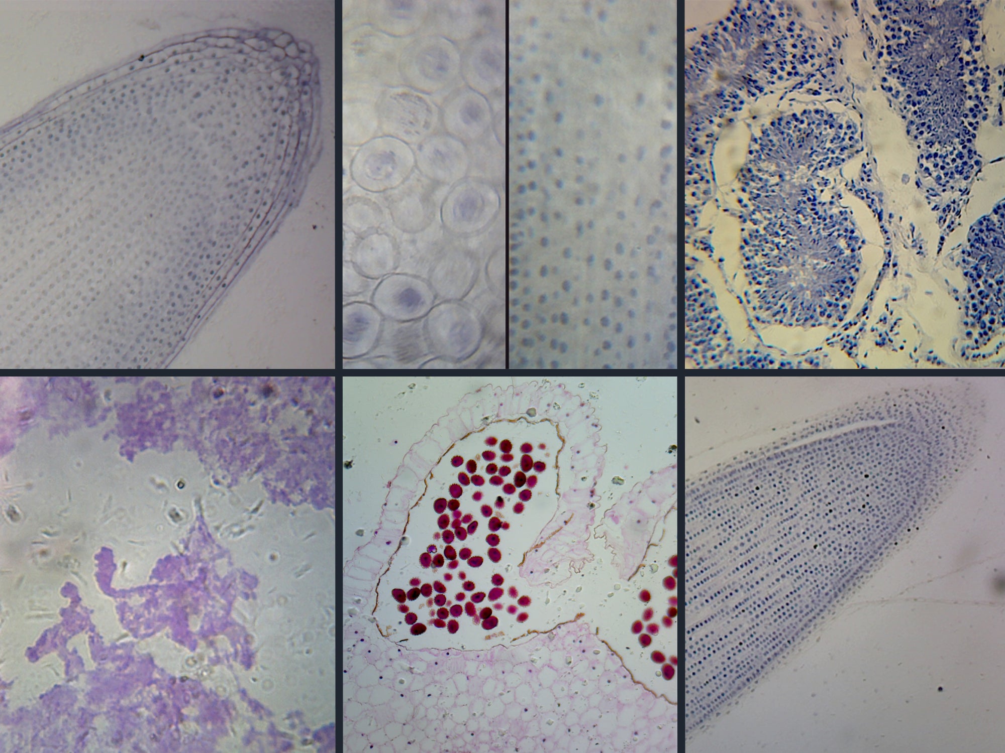 Biology Microscope Slide Set 6 Cell Division Slides
