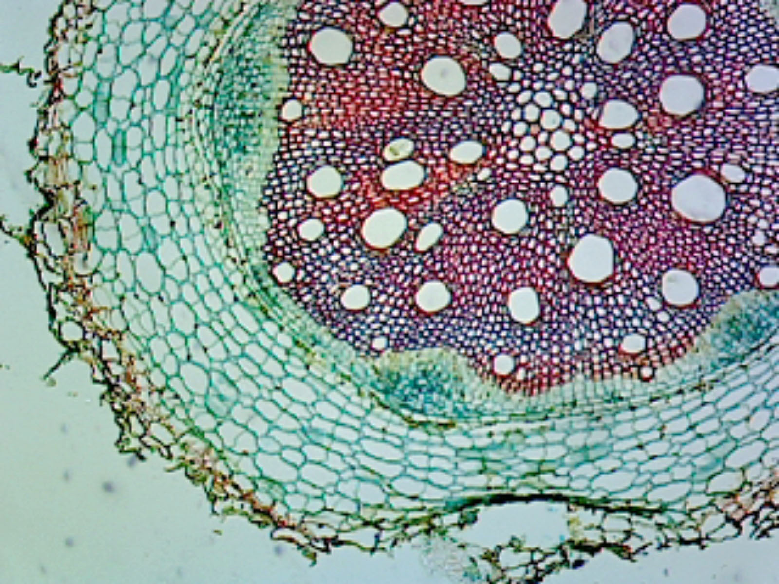 Sunflower (Helianthus) Stem; Typical Monocot Stem; Cross Section