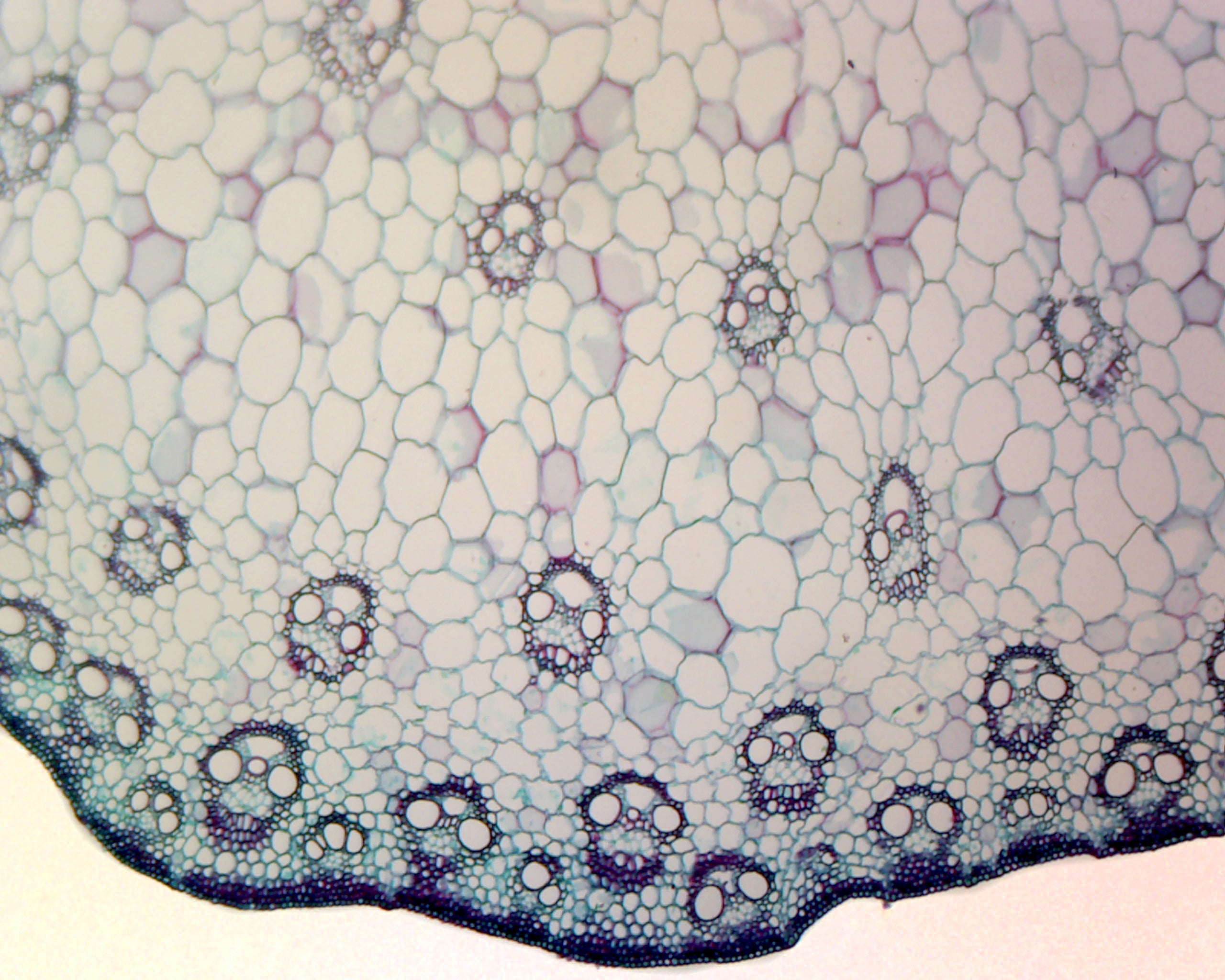 Slide, Angiosperm Stem; Monocot; Showing General Structures; Cross Section