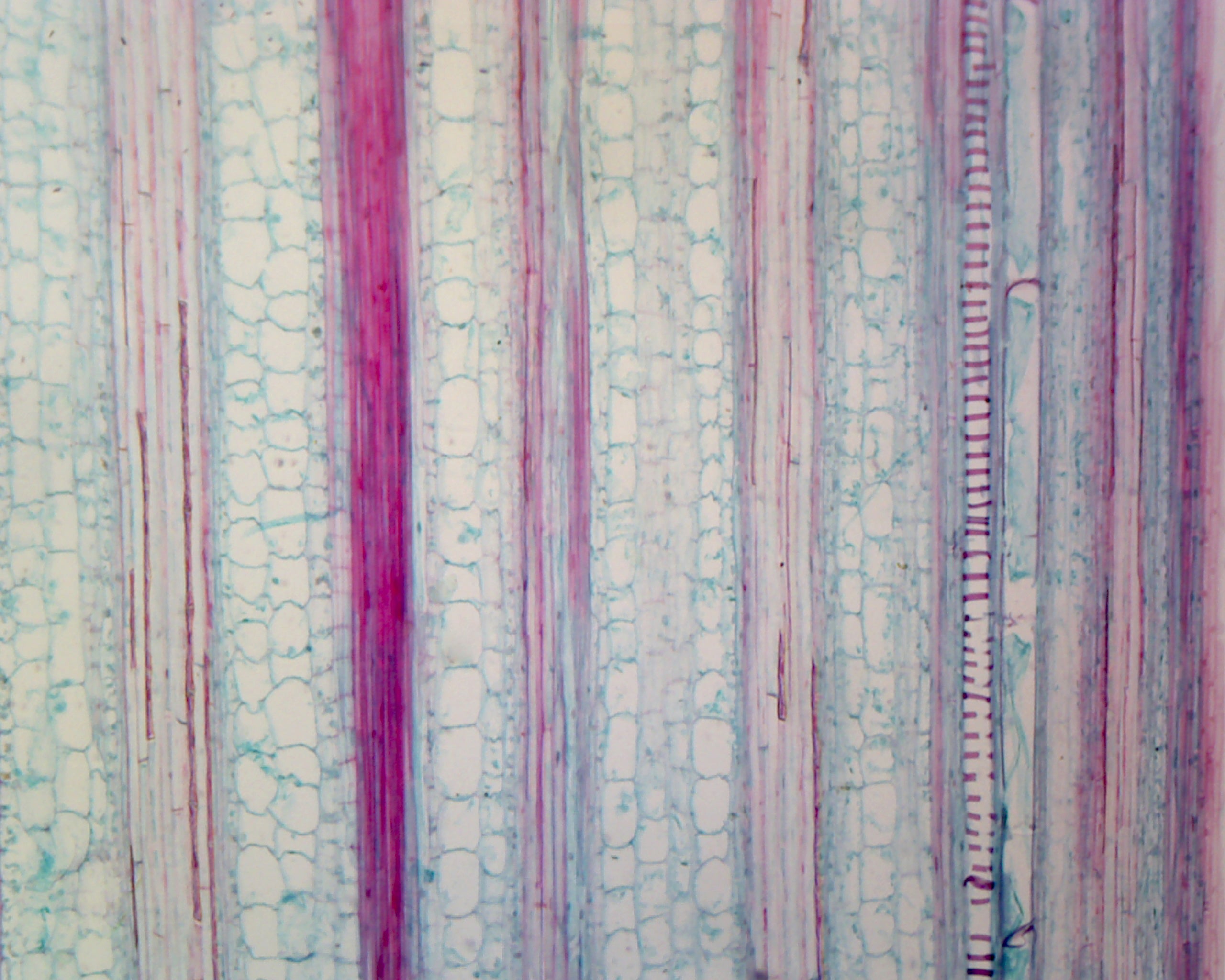 Microscope Slide with Specimen showing Zea Mays (Corn) Stem, Typical Monocot Stem, Longitudinal Section. For Student Biology Education.