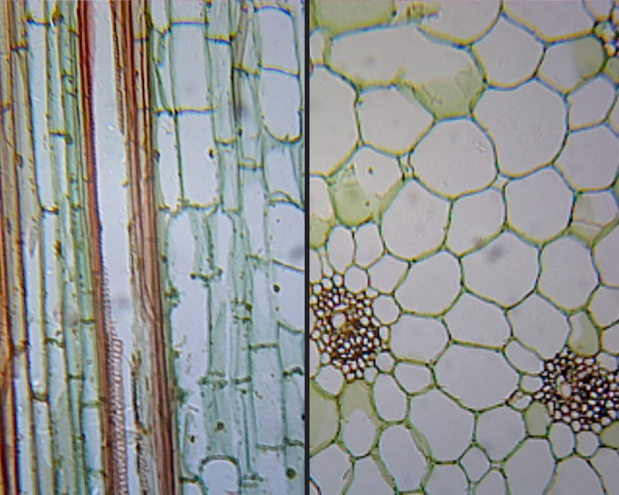 Microscope Slide of Zea Mays (Corn) Stem; Cross Section & Longitudinal Section