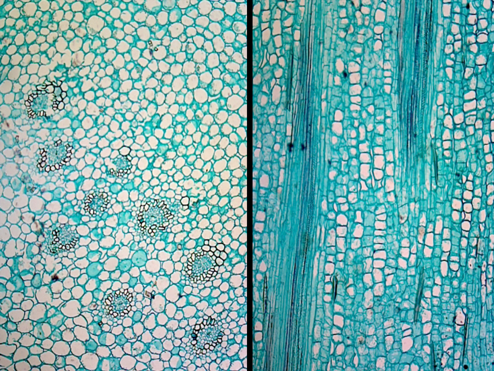 Iris Stem; Typical Monocot Stem; Cross Section and Longitudinal Section by Go Science Crazy