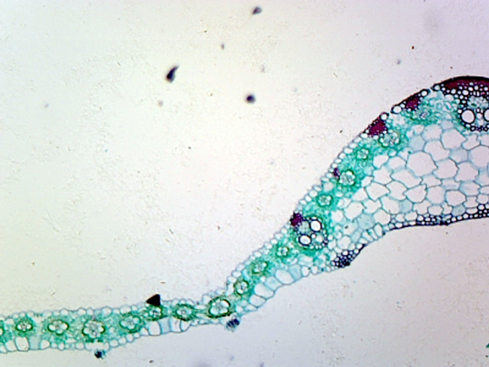Slide, Angiosperm Leaf; Monocot; Showing General Structures; Cross Section