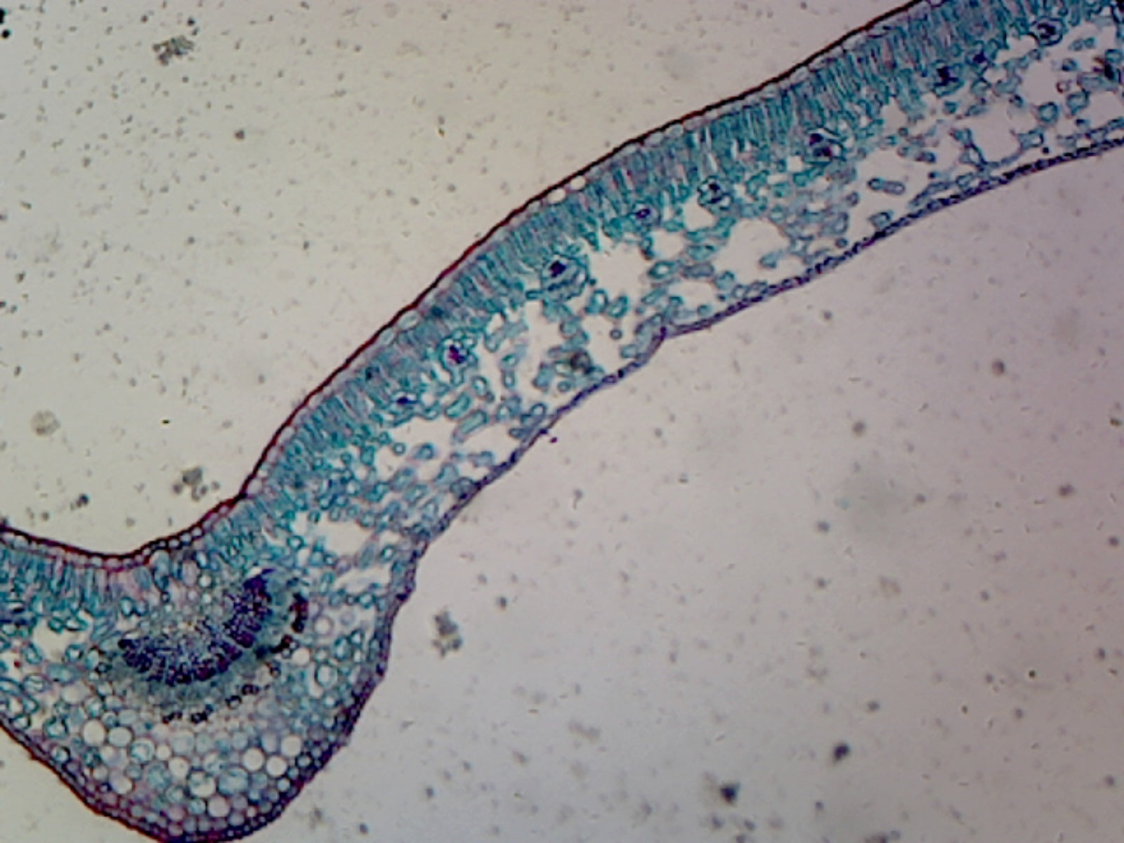 Slide, Angiosperm Leaf; Dicot; Showing General Structures; Cross Section