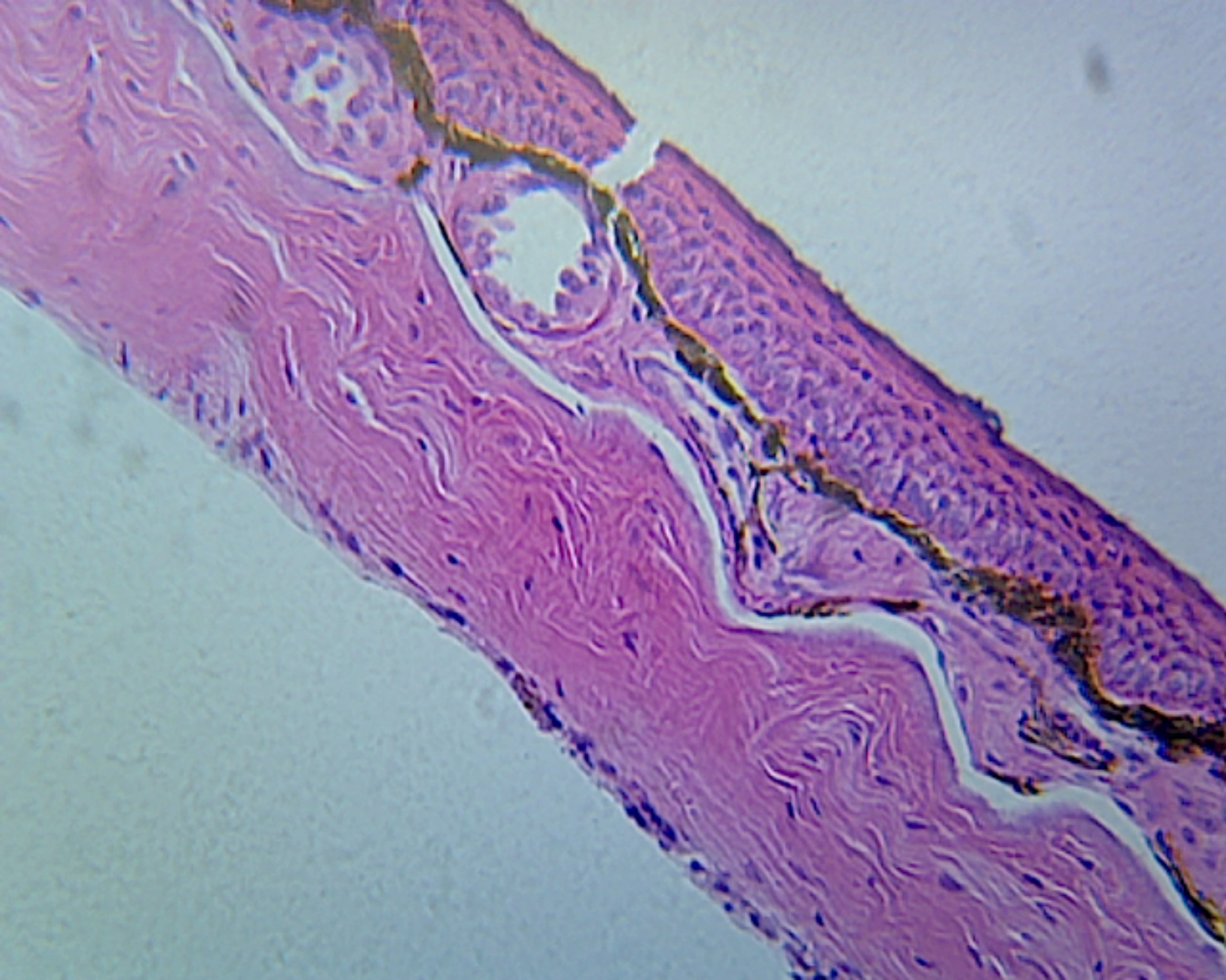 Frog Skin; Section by Go Science Crazy