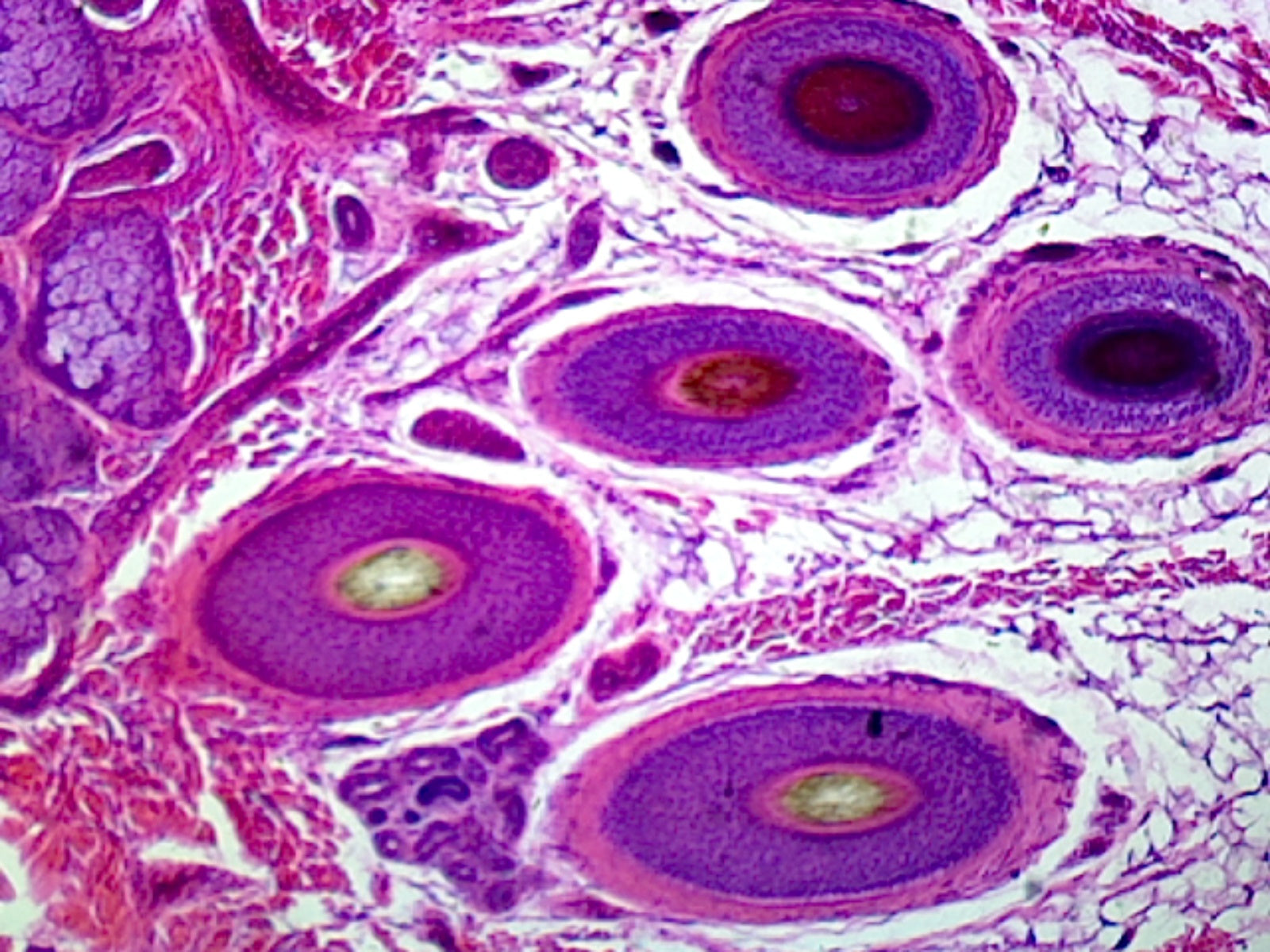 Microscope Slide, Hairy Skin, Mammalian; Showing Skin Structures Such as Glands and Hair; Section by Go Science Crazy