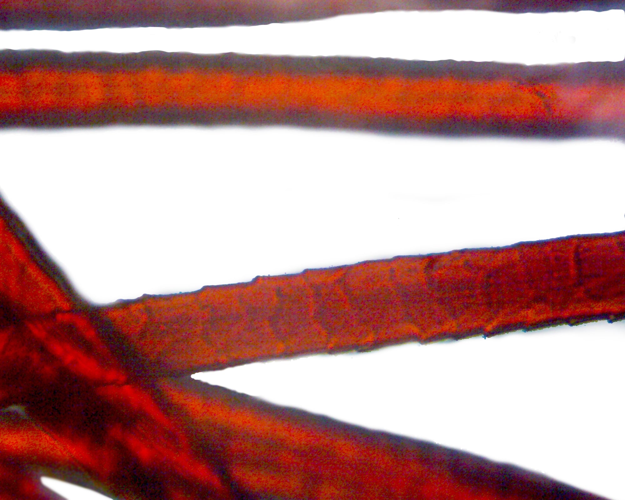 Slide of Wool Textile Fibers; Whole-mount