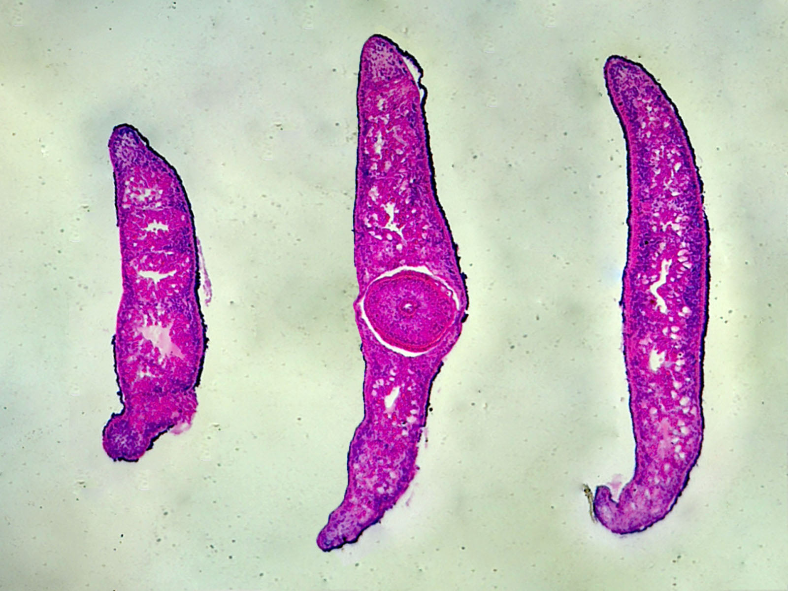 Planaria, Three Different Regions: Showing Anterior, Middle, and Posterior Region; Cross Section by Go Science Crazy