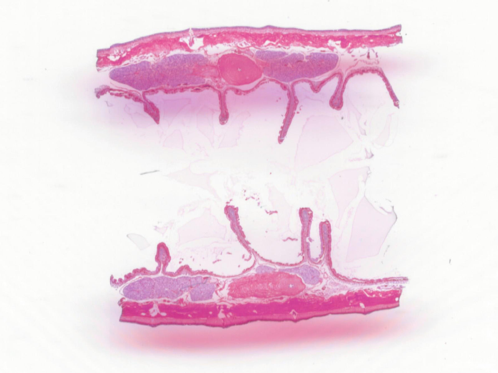 Earthworm (Anellids), 9th-16th Segments, Showing Sex Organs; Longitudinal Section by Go Science Crazy