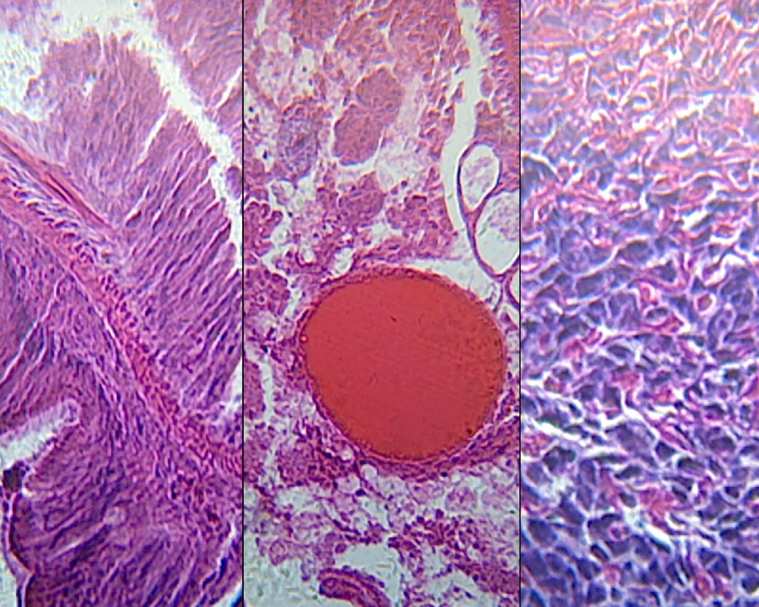 Earthworm (Anellids), Composite of Pharynx, Intestine, and Head Region; Cross Section by Go Science Crazy