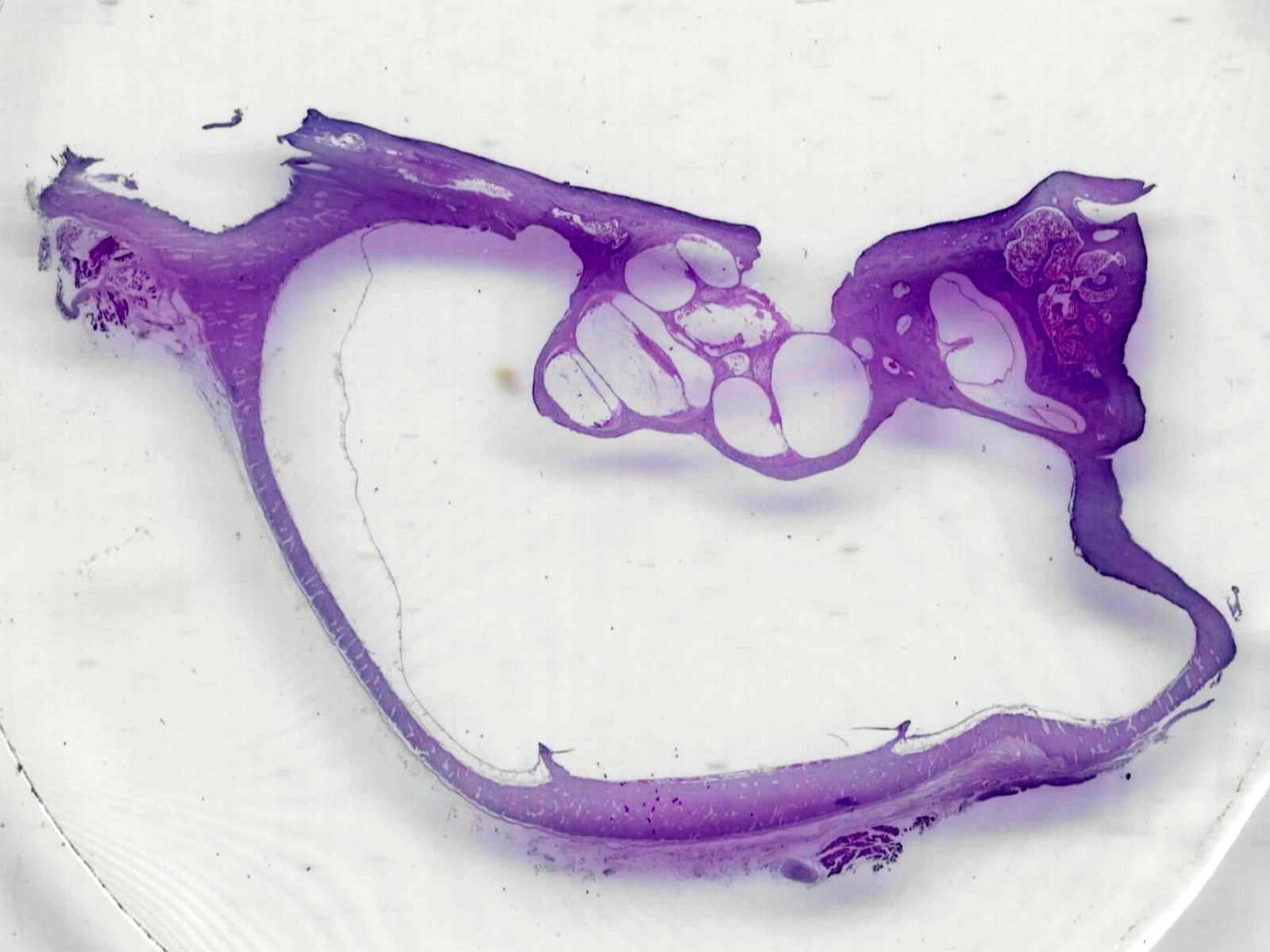 Cochlea, Mammal; Showing Inner Ear and Organ of Corti; Longitudinal Section; H&E Stain