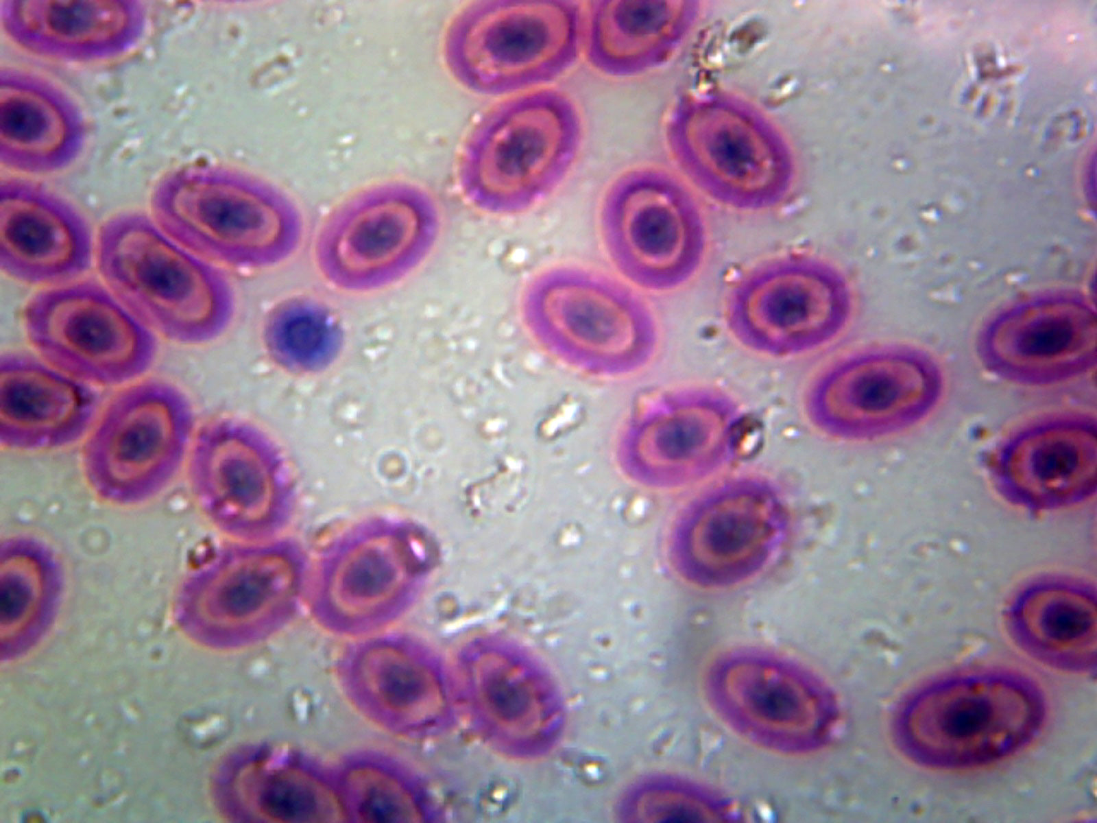 Reptile Blood; Smear by Go Science Crazy