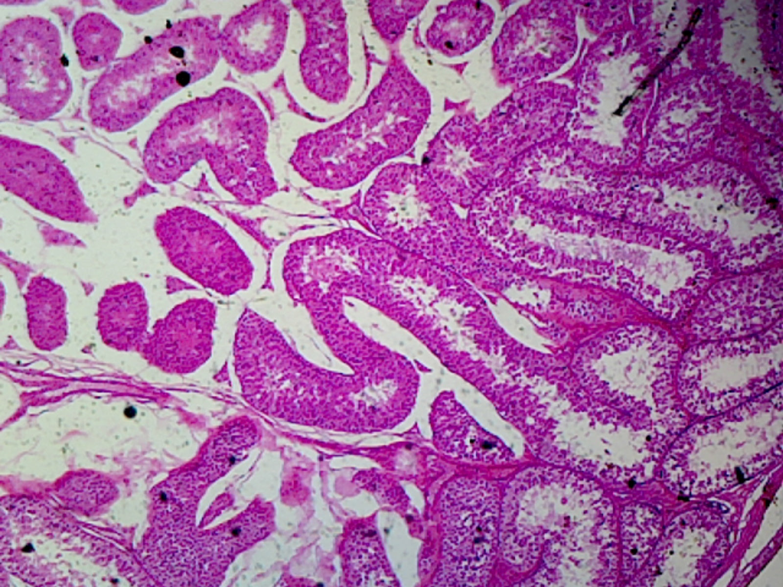 Rabbit Testis; Section by Go Science Crazy