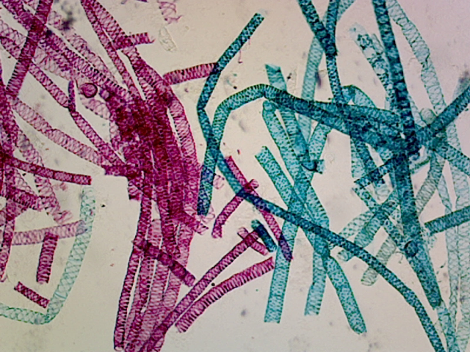 Spirogyra, Vegetative Reproduction; Whole-mount