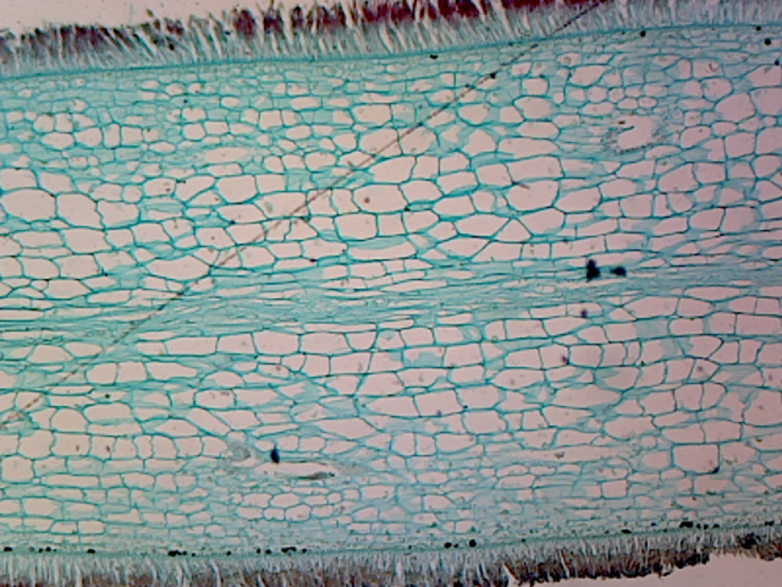 Laminaria (Phaeophyta Brown Algae); Cross Section