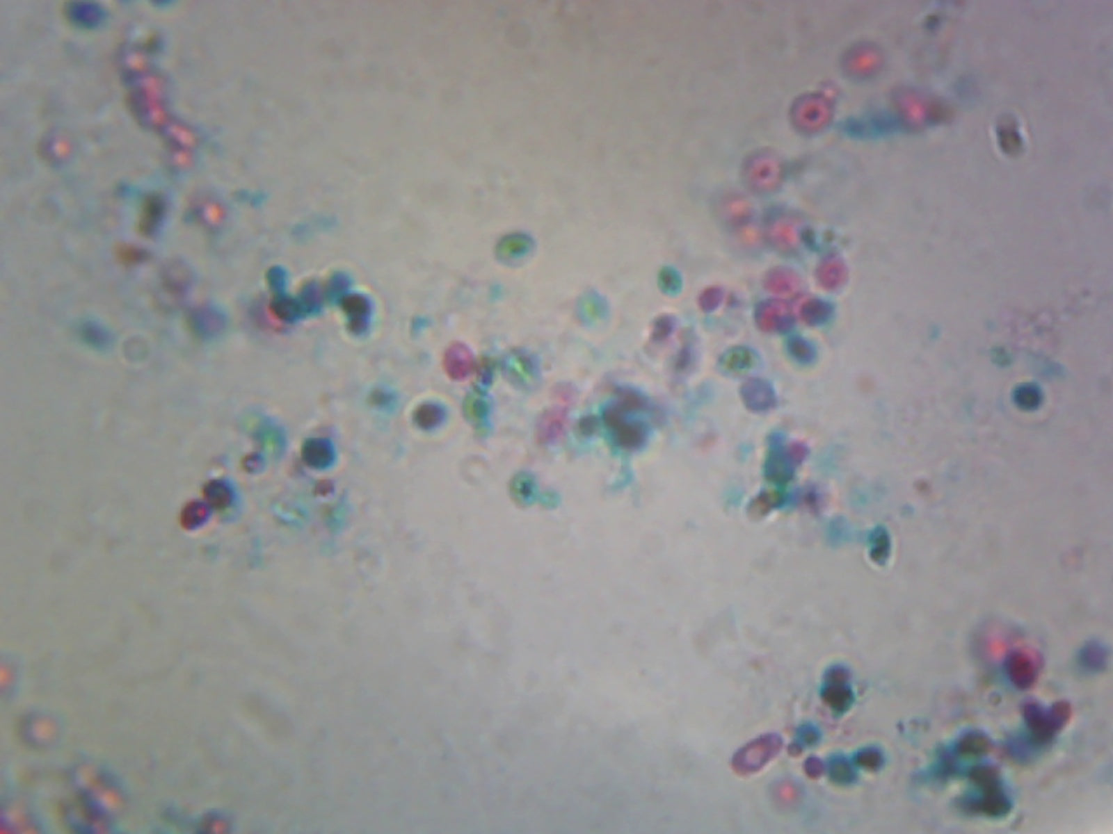 Saccharomyces Cerevisiae, Budding Cells; Whole-mount by Go Science Crazy
