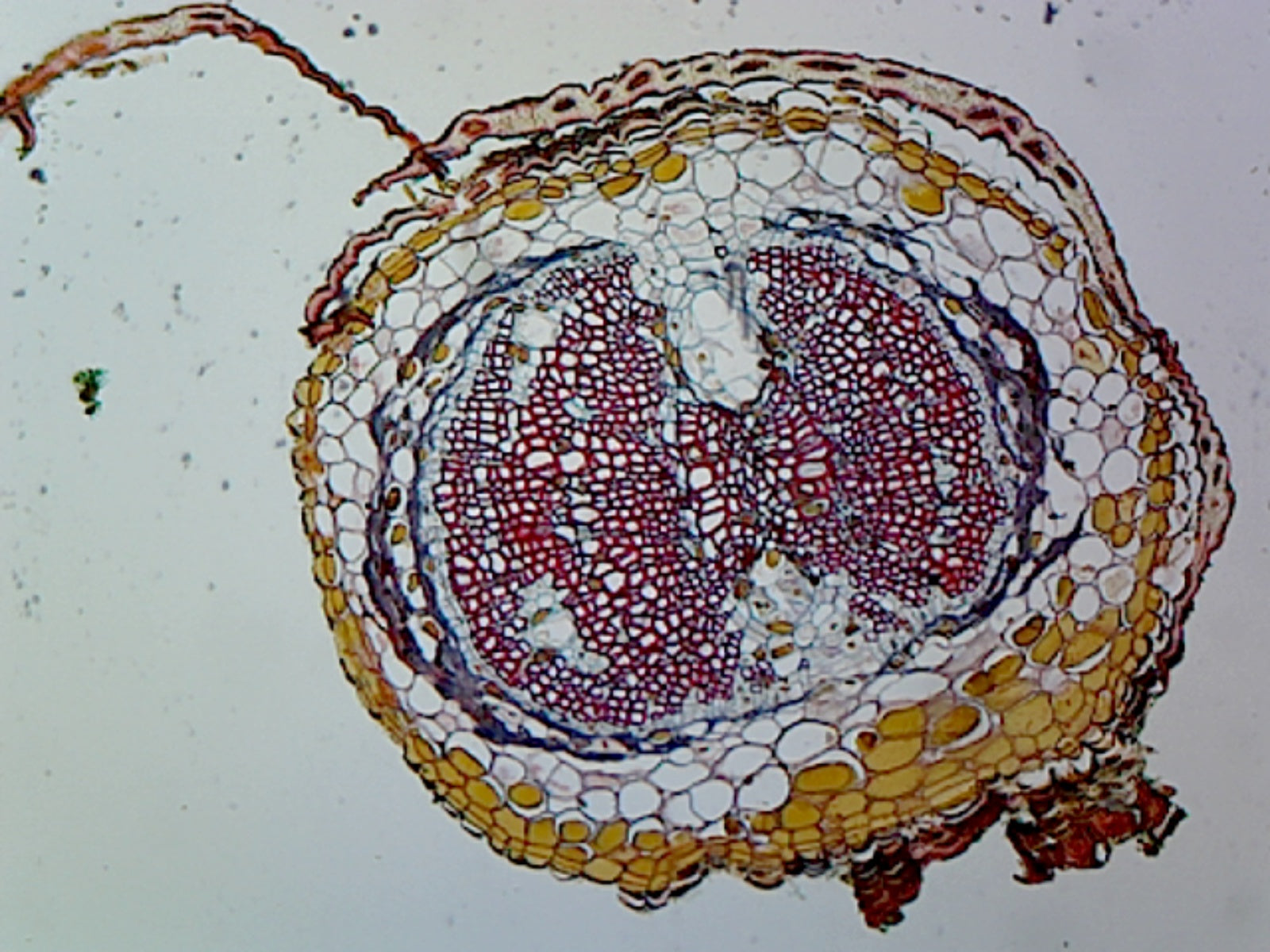 Pine (Gymnosperms) Young Root; Cross Section by Go Science Crazy