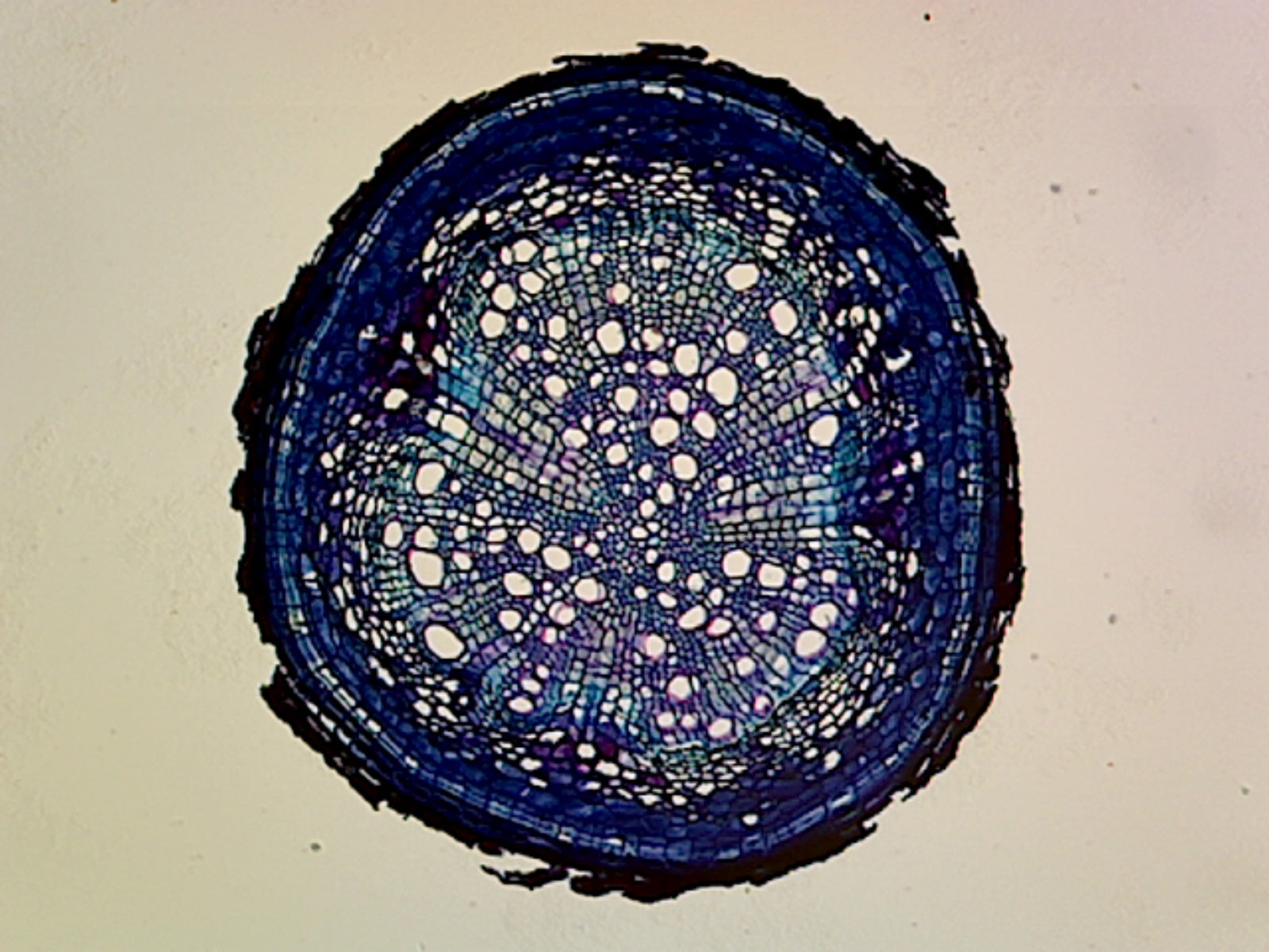 Pine (Gymnosperms) Older Root; Cross Section