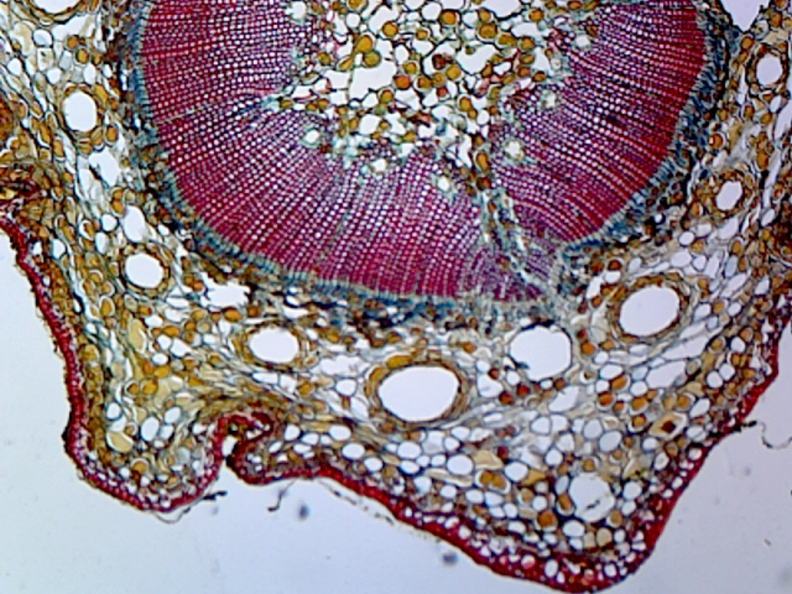 Pine (Gymnosperms) Young Stem; Cross Section by Go Science Crazy