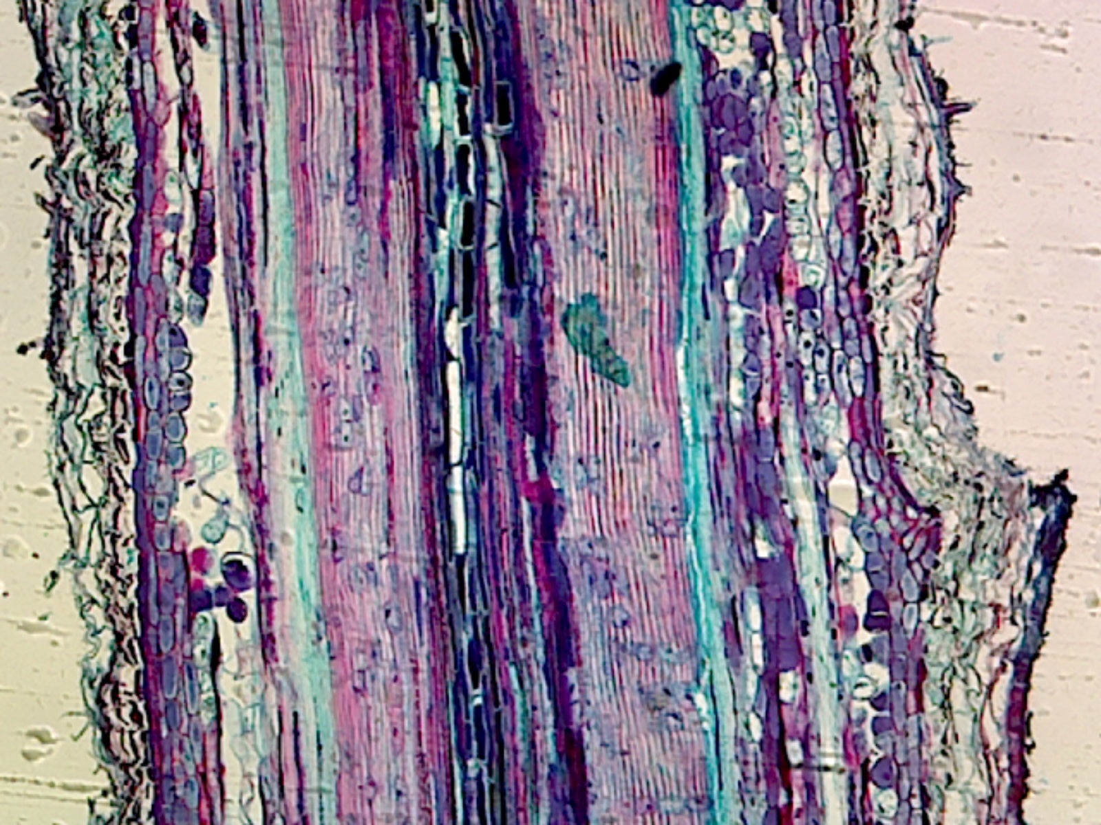 Pine (Gymnosperms) Stem; Showing Xylem and Tracheides; Longitudinal Section by Go Science Crazy