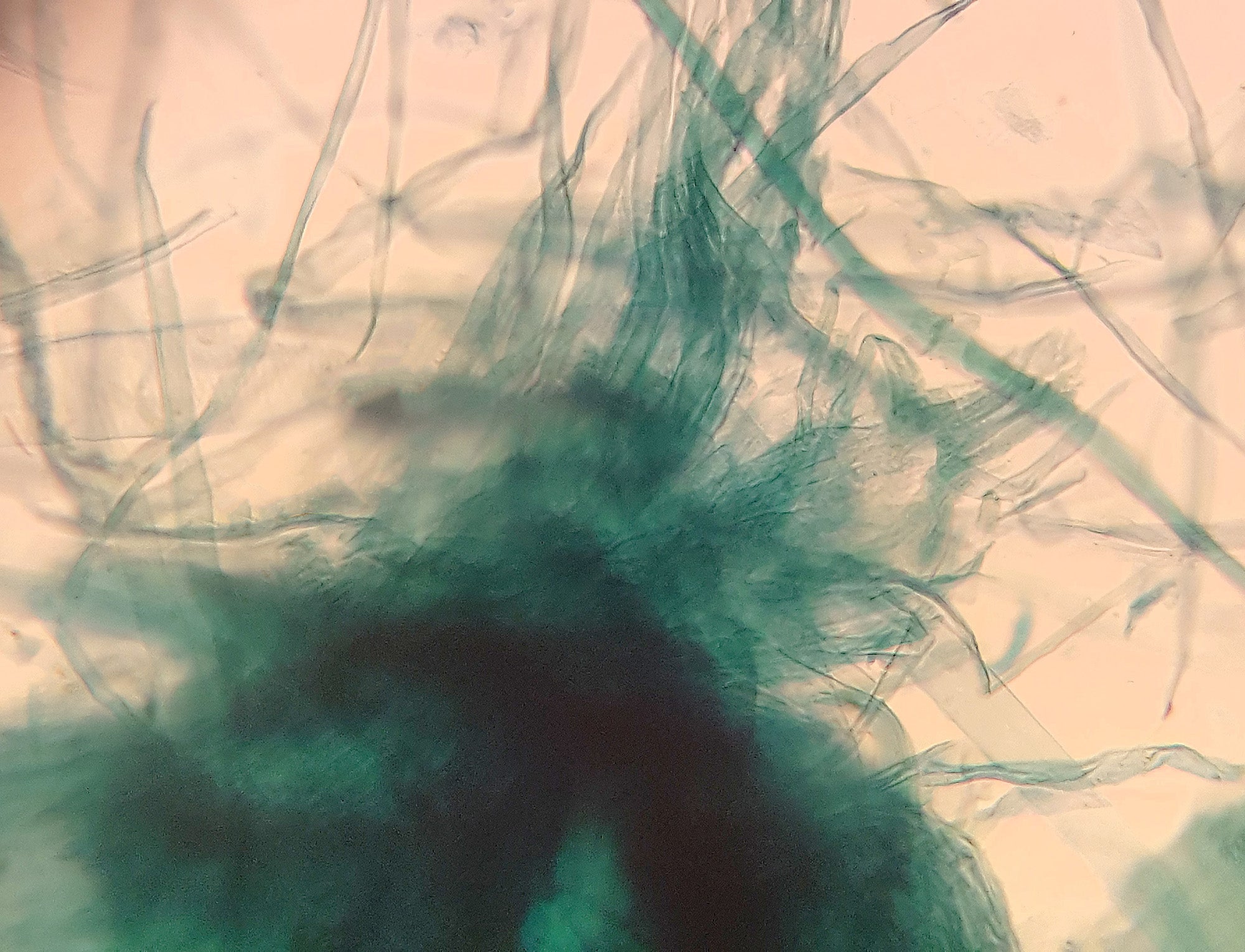 Pine (Gymnosperms) Wood Maceration; Whole-mount by Go Science Crazy