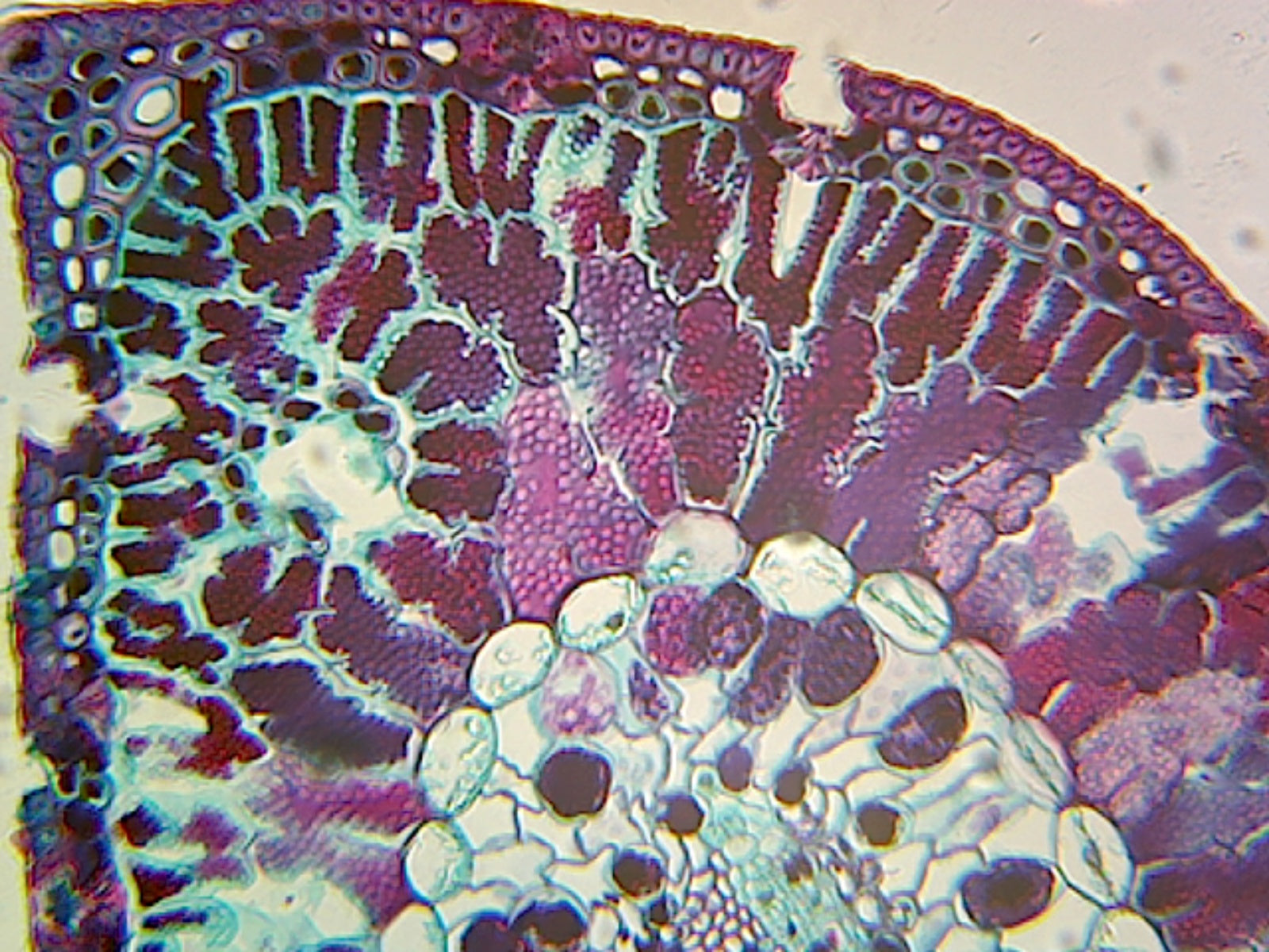 Pine (Gymnosperms) Single-Needle Leaf; Showing Vascular Tissues; Cross Section by Go Science Crazy