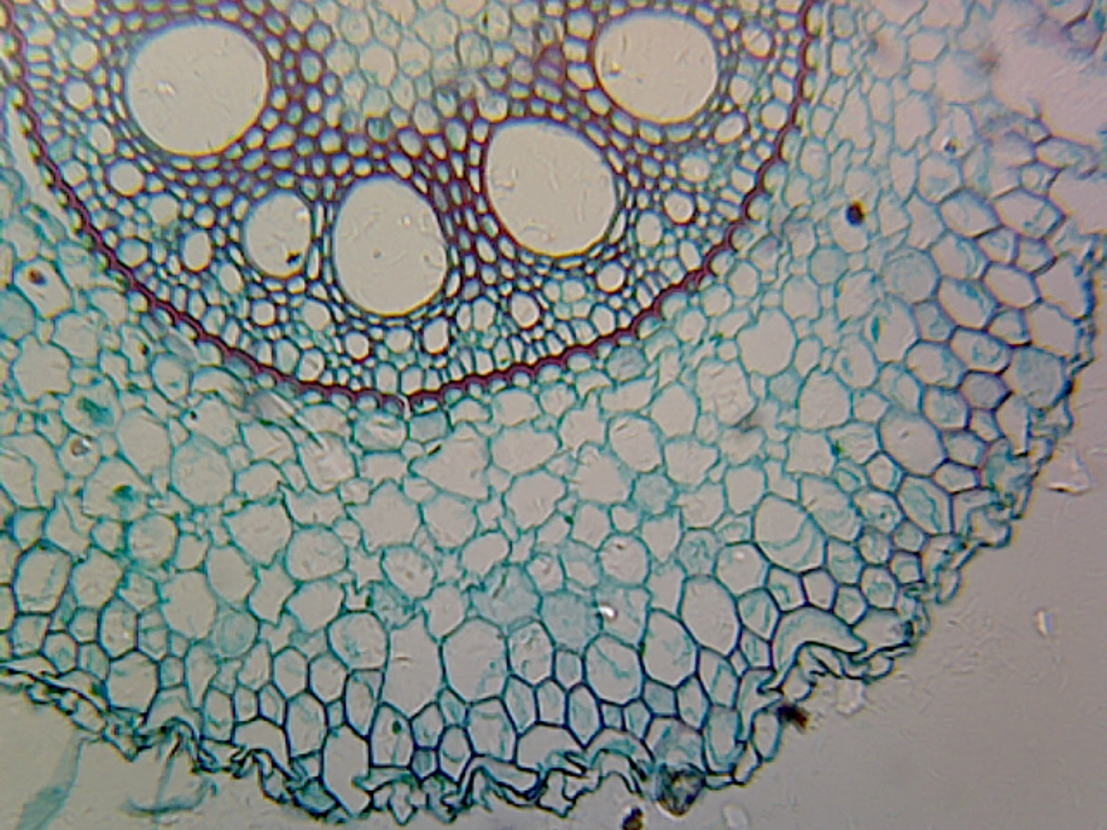 Slide, Angiosperm Root; Monocot; Showing General Structures; Cross Section