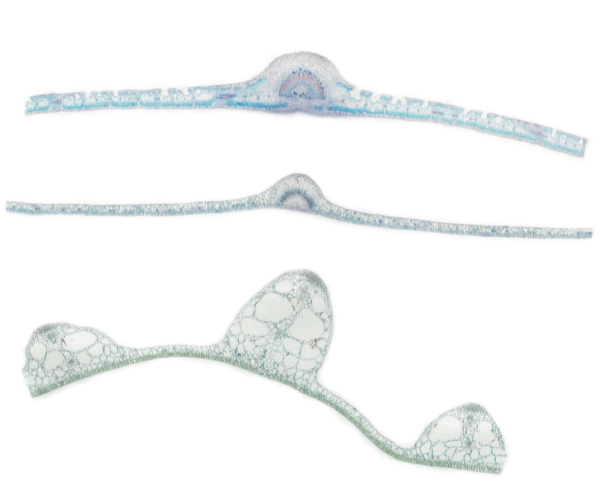 Leaf Composite; Showing Hydrophytic, Mesophytic, and Xerophytic Leaves; Cross Section