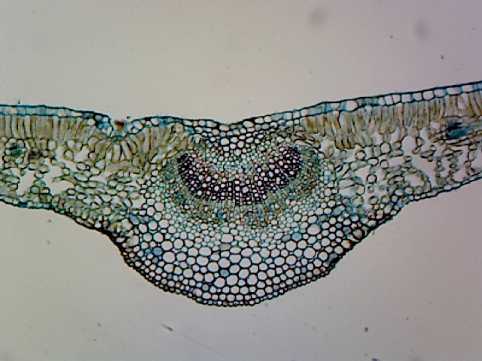 Microscope Slide with Specimen of Ligustrum Leaf; Showing Typical Mesophytic Dicot Leaf, C.S.  For Biology Education.