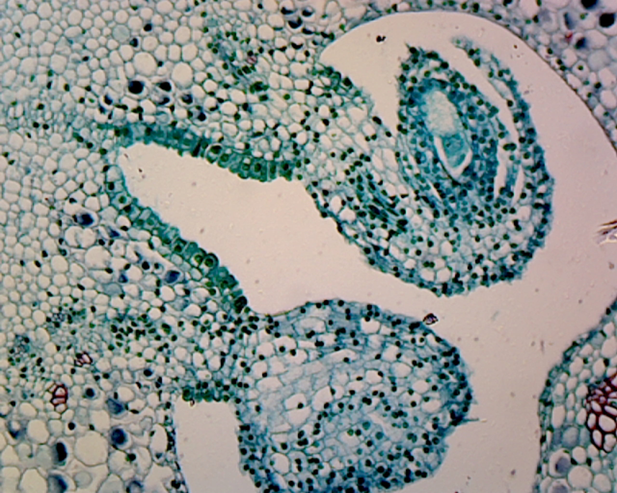Lilium Ovary; Cross Section by Go Science Crazy