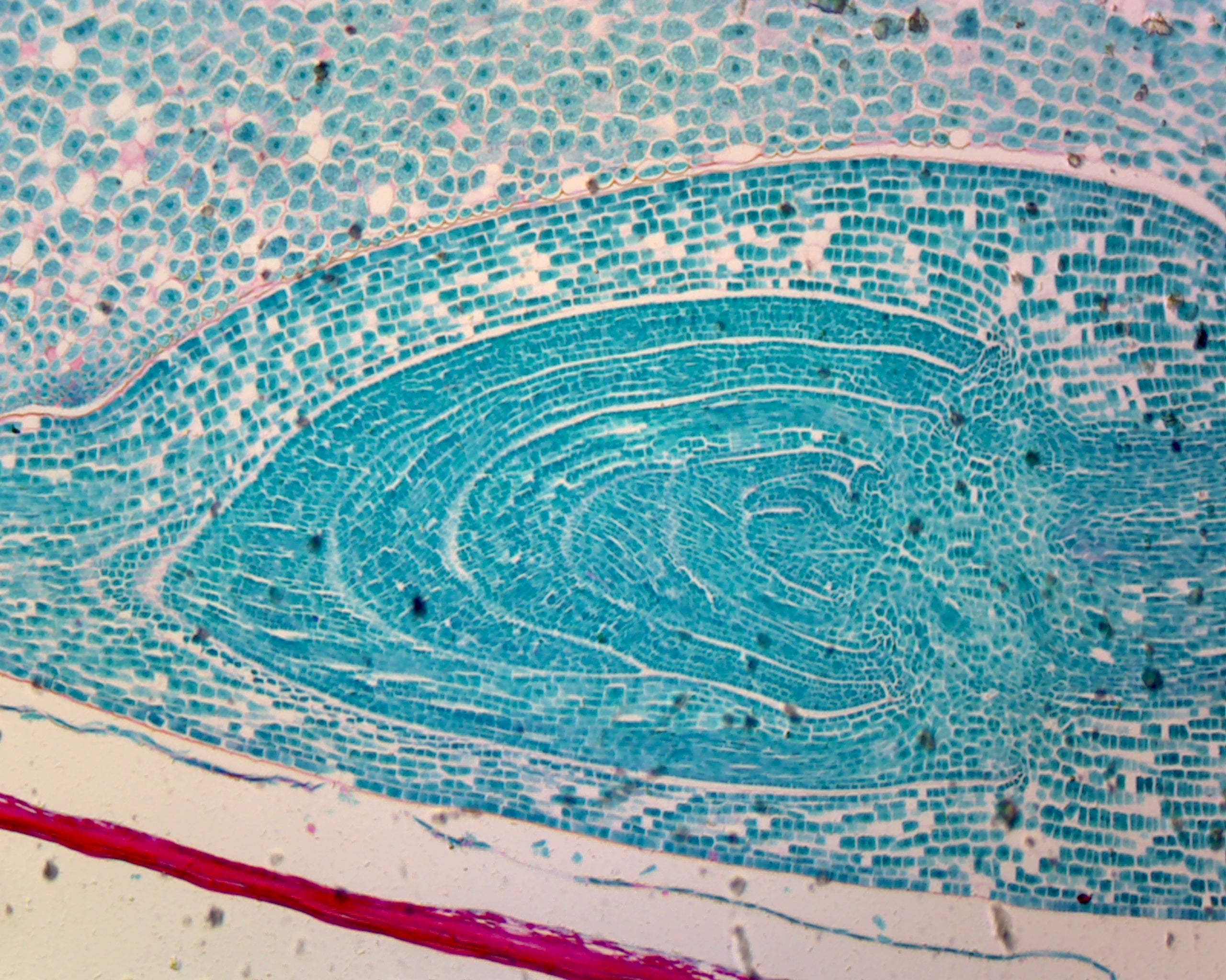 Slide of Zea Mays (Corn) Grain; Longitudinal Section