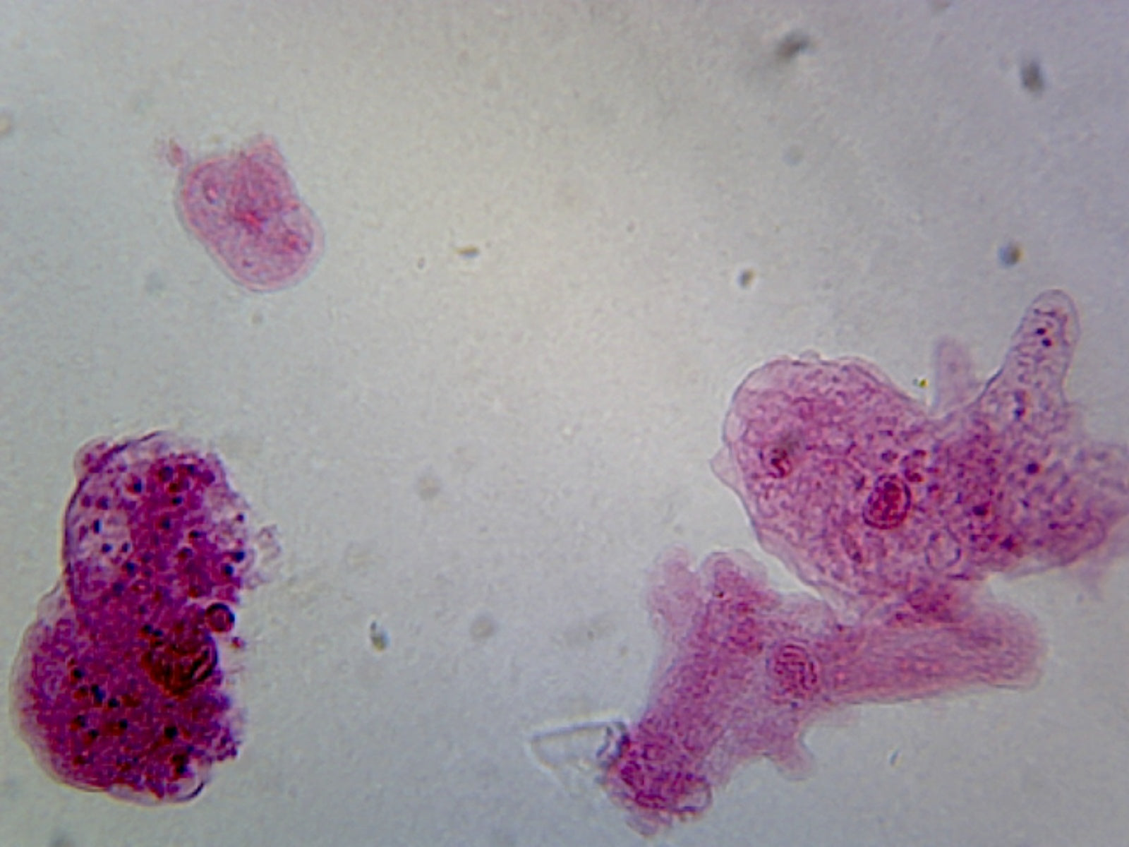 Biology Microscope Slide Set – 23 Slides