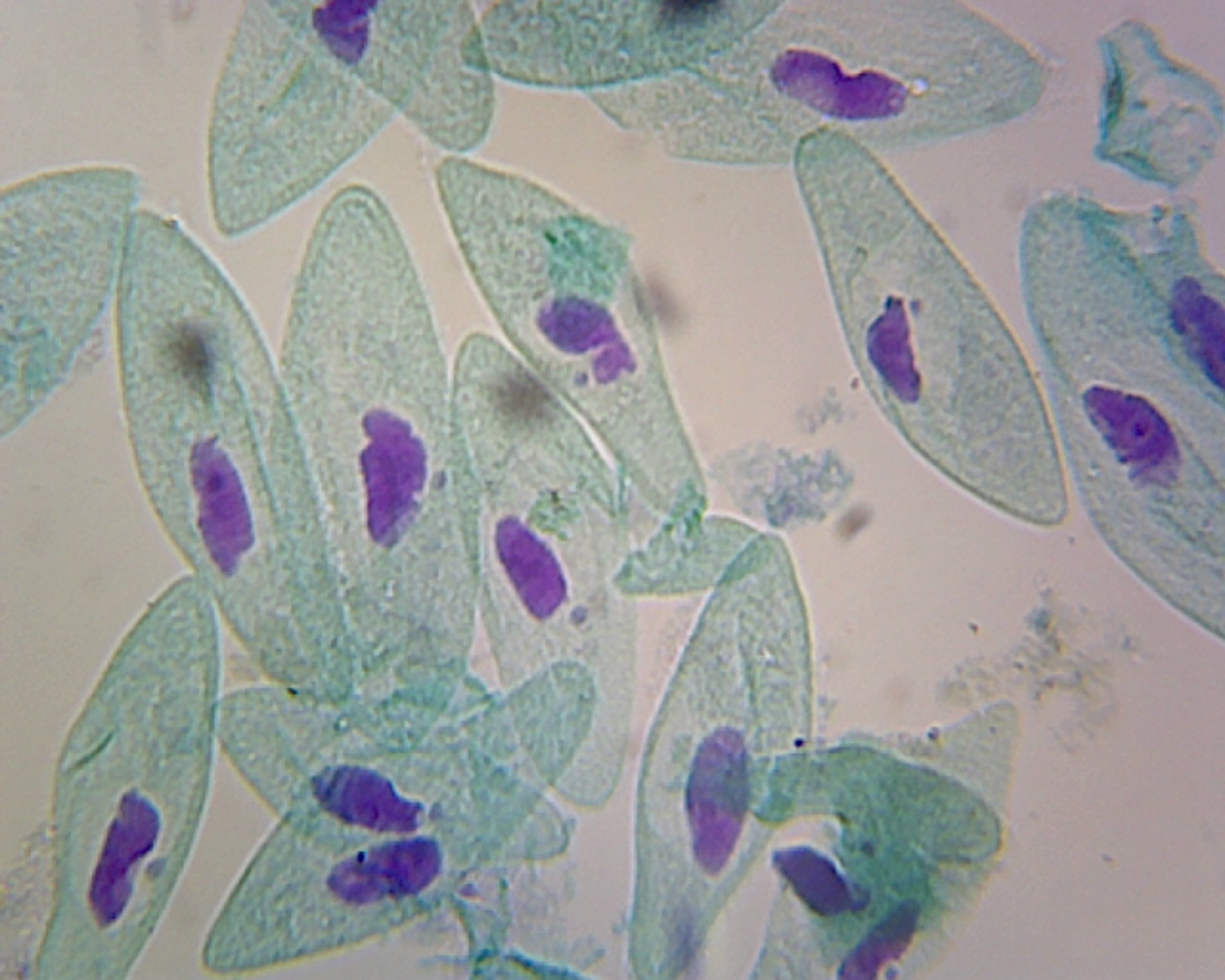 Paramecium, Macro and Micronucleus; Whole-mount