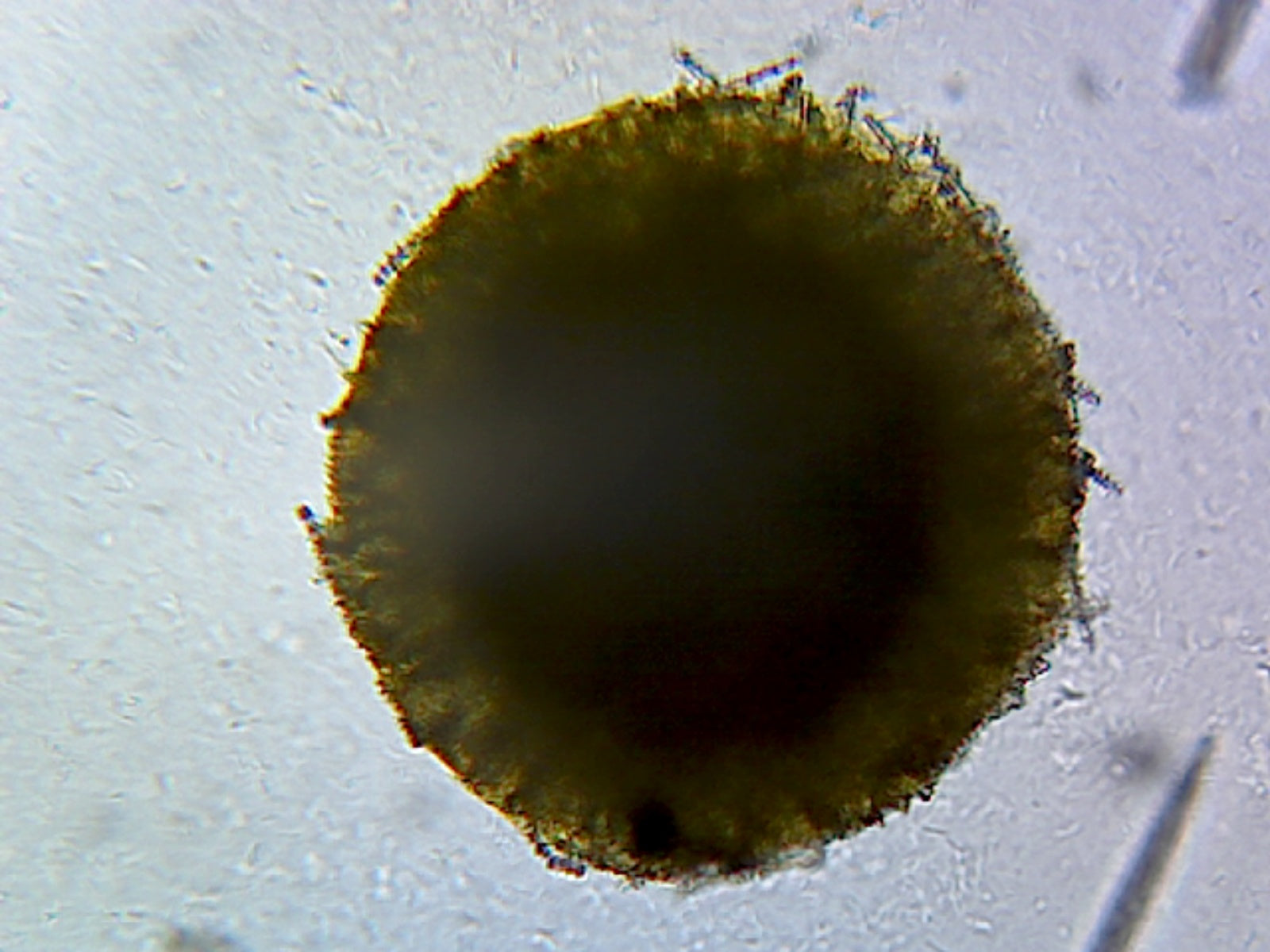 Spongia (Commercial Bath Sponge); Section