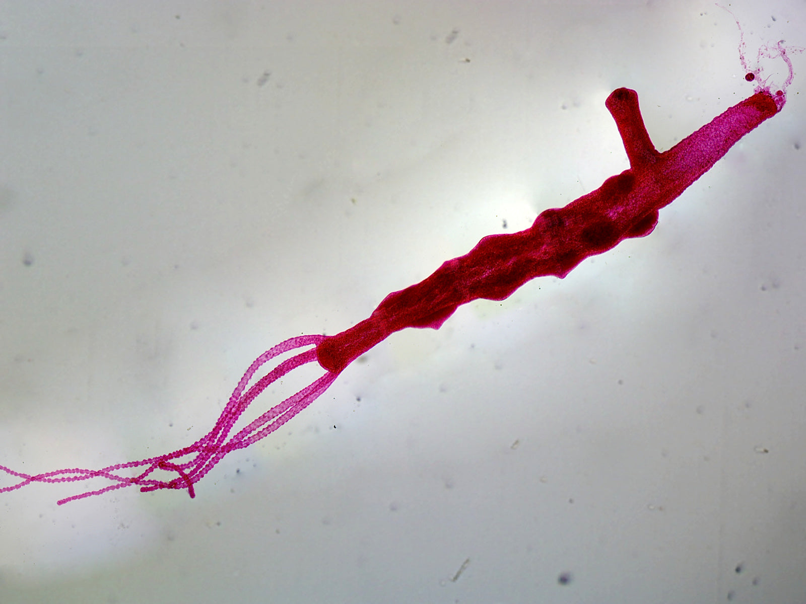 Hydra Adult with Bud; Whole-mount