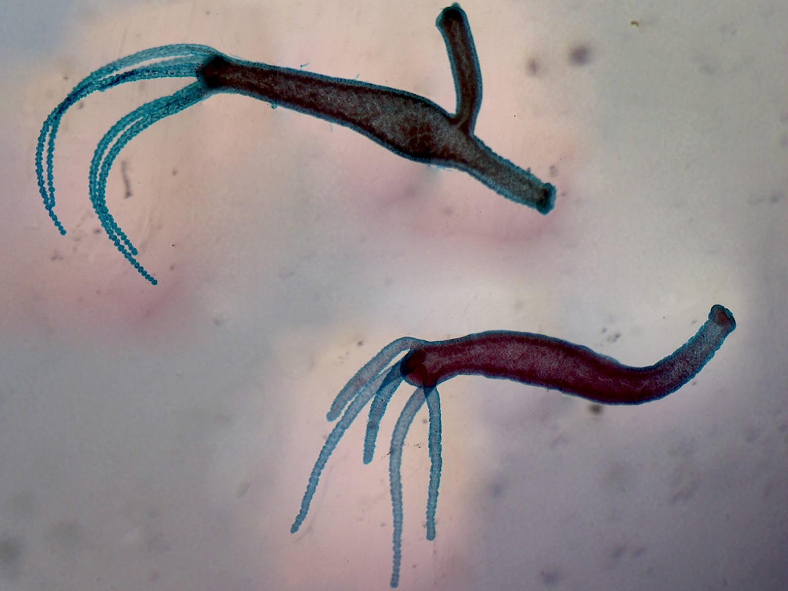 Biology Microscope Slide Set – 23 Slides